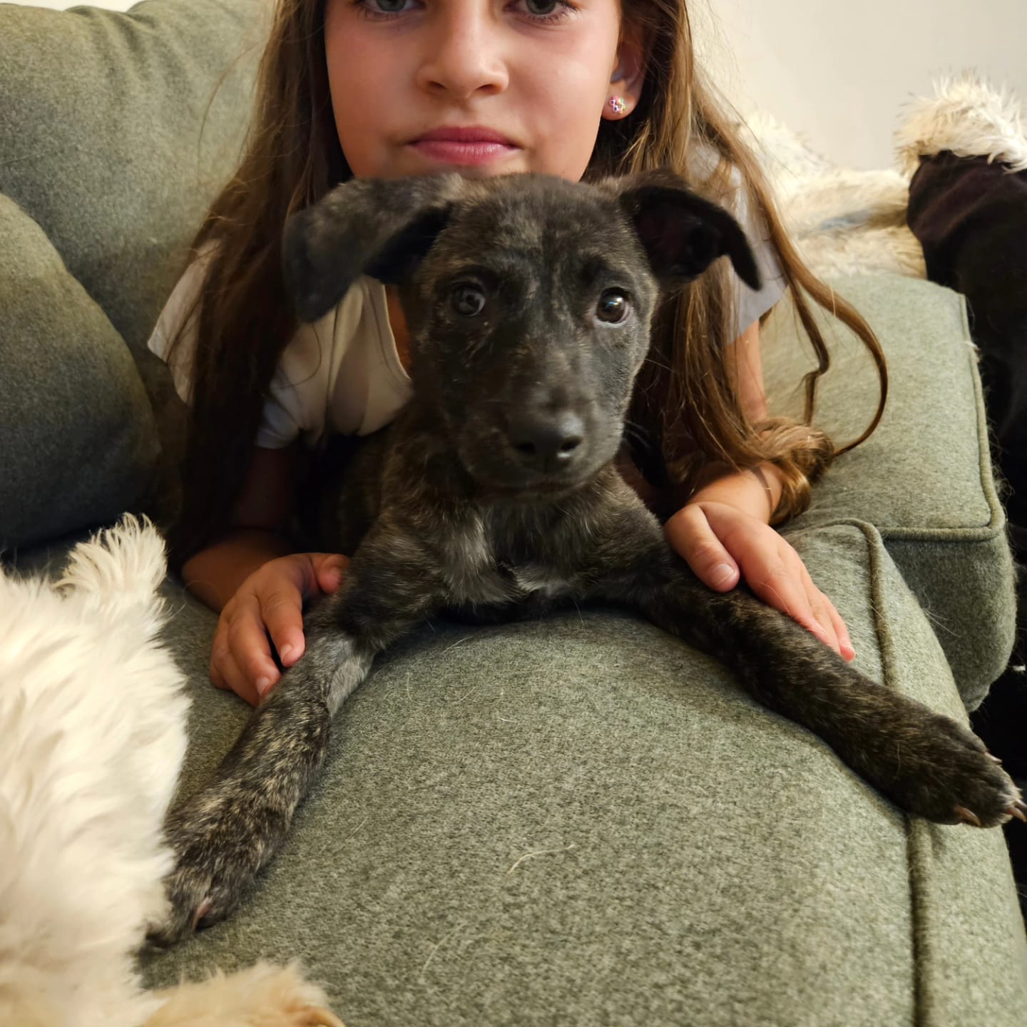 Enlarge Moana, a Adopted Mixed Breed image 6/6