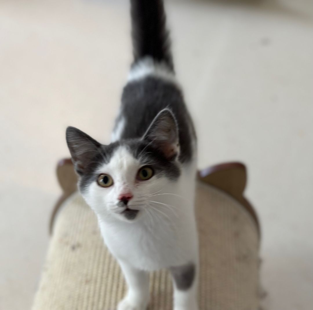 Enlarge Felix, a Adoptable Domestic Short Hair in Apex, NC image 2/3