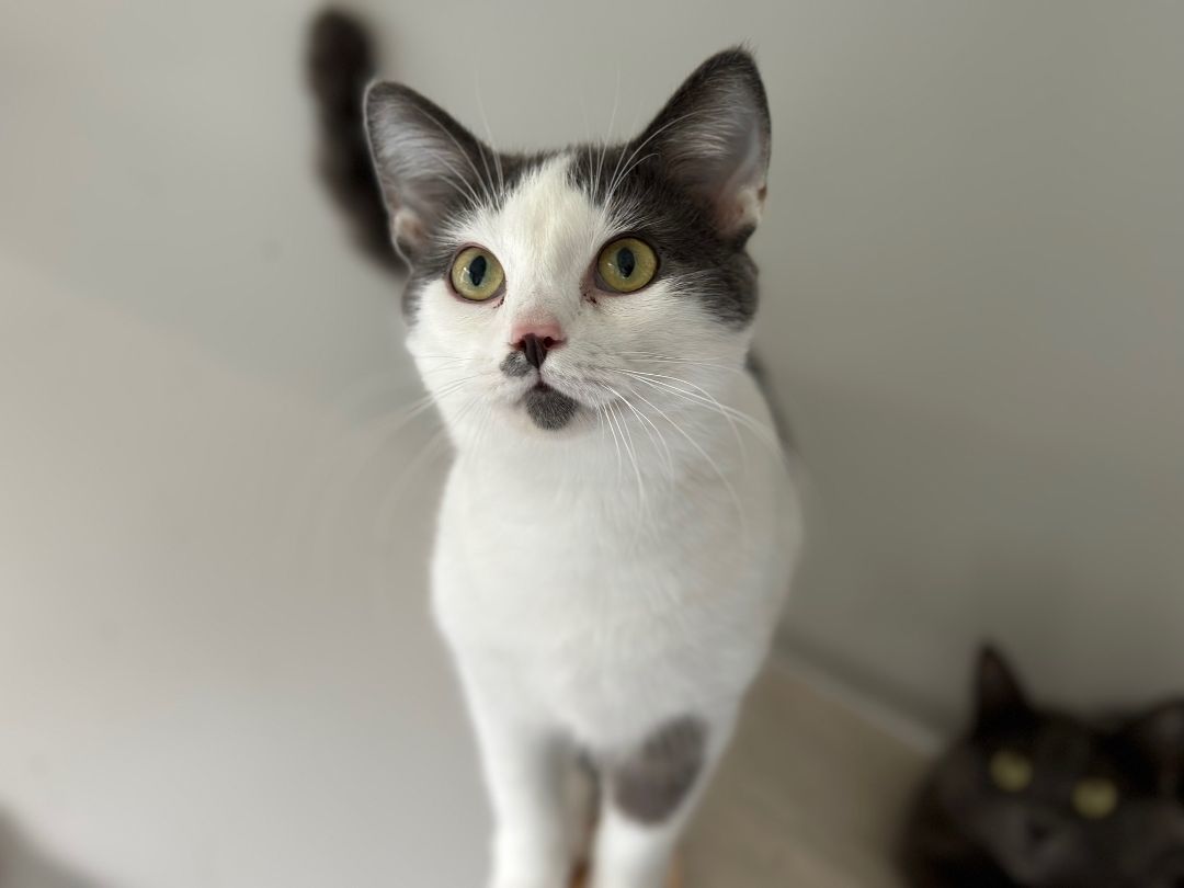 Enlarge Felix, a Adoptable Domestic Short Hair in Apex, NC image 3/3