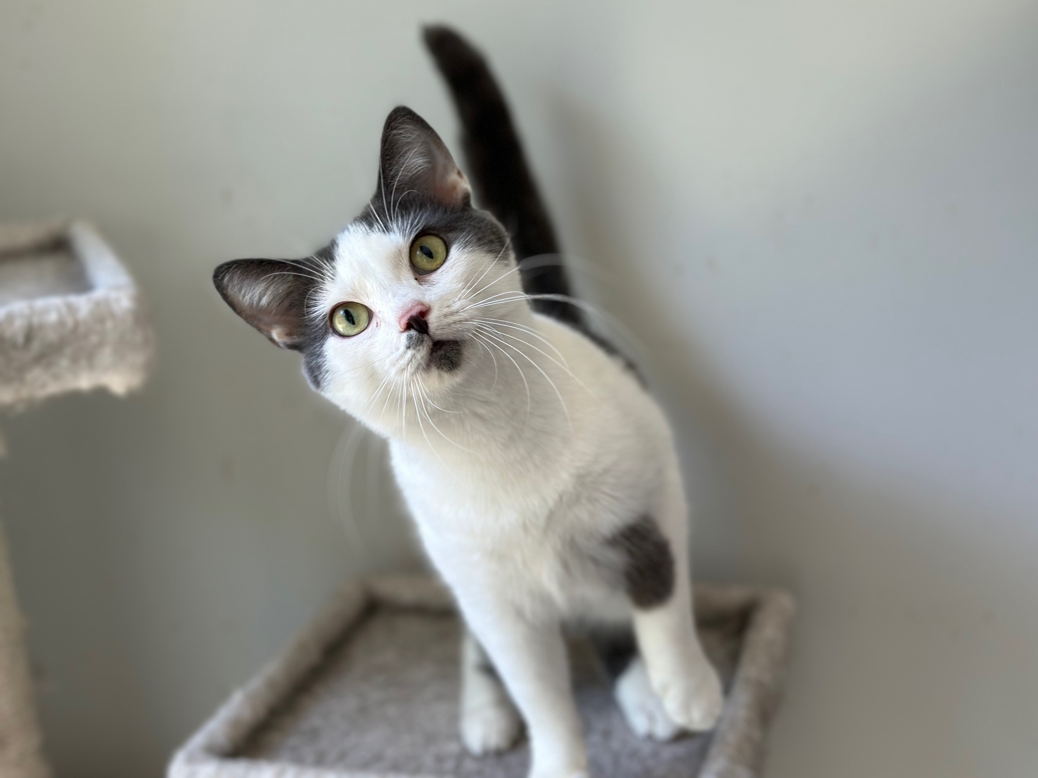 Felix, Adoptable, Young Male Domestic Short Hair.