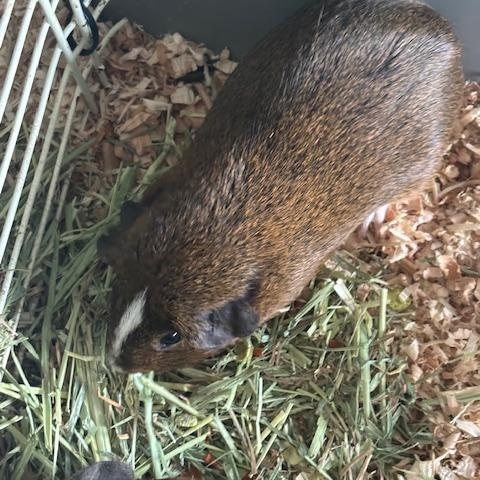 Chocolate, Adoptable, Young Male Guinea Pig.