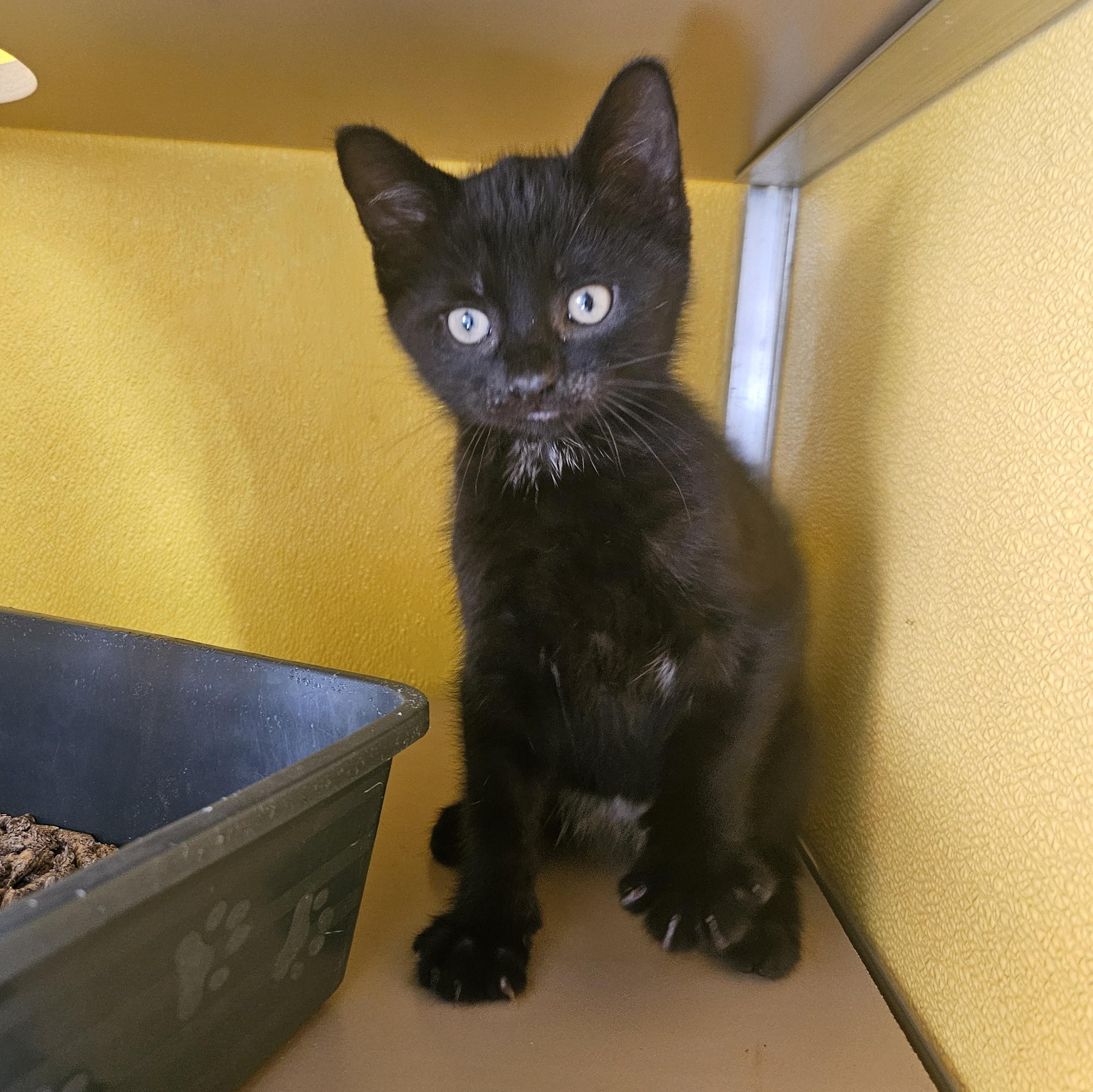 Enlarge Smudge, an adopted Domestic Short Hair in Fall River, MA image 1/1