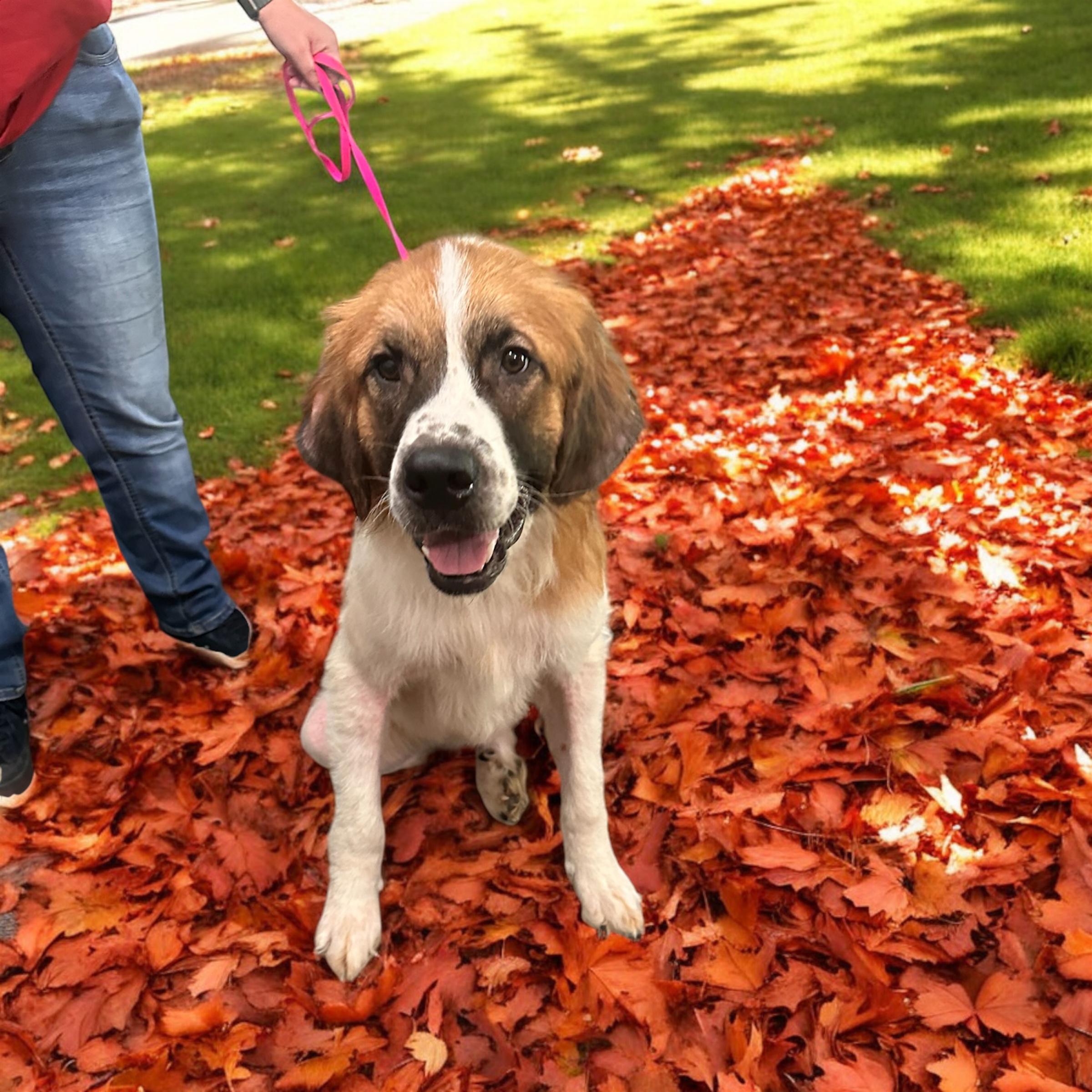 Dog for adoption Rhett, a Saint Bernard & Great Pyrenees Mix in
