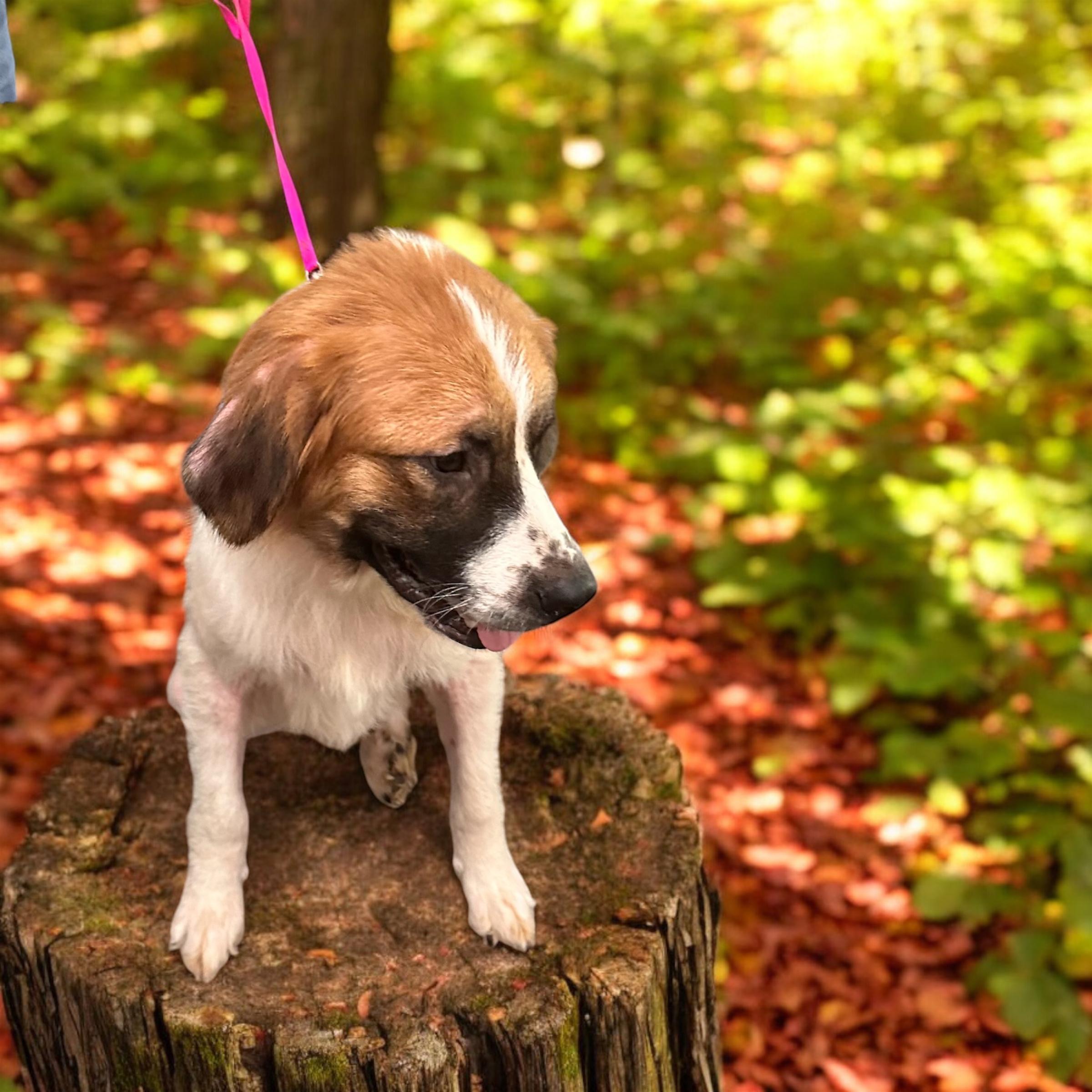 Dog for adoption Rhett, a Saint Bernard & Great Pyrenees Mix in