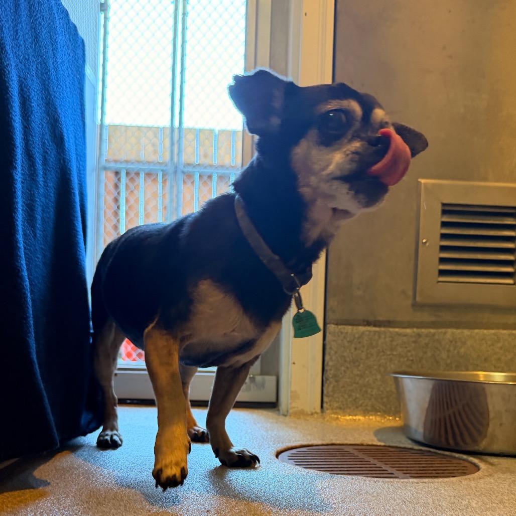 Lola, Adoptable, Senior Female Chihuahua.