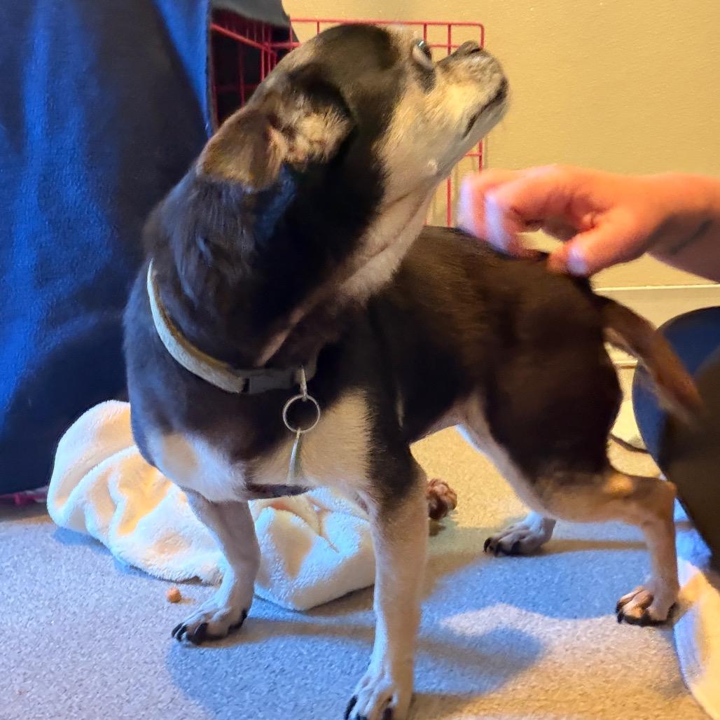 Lola, a Adoptable Chihuahua in Port Angeles, WA image 2/4