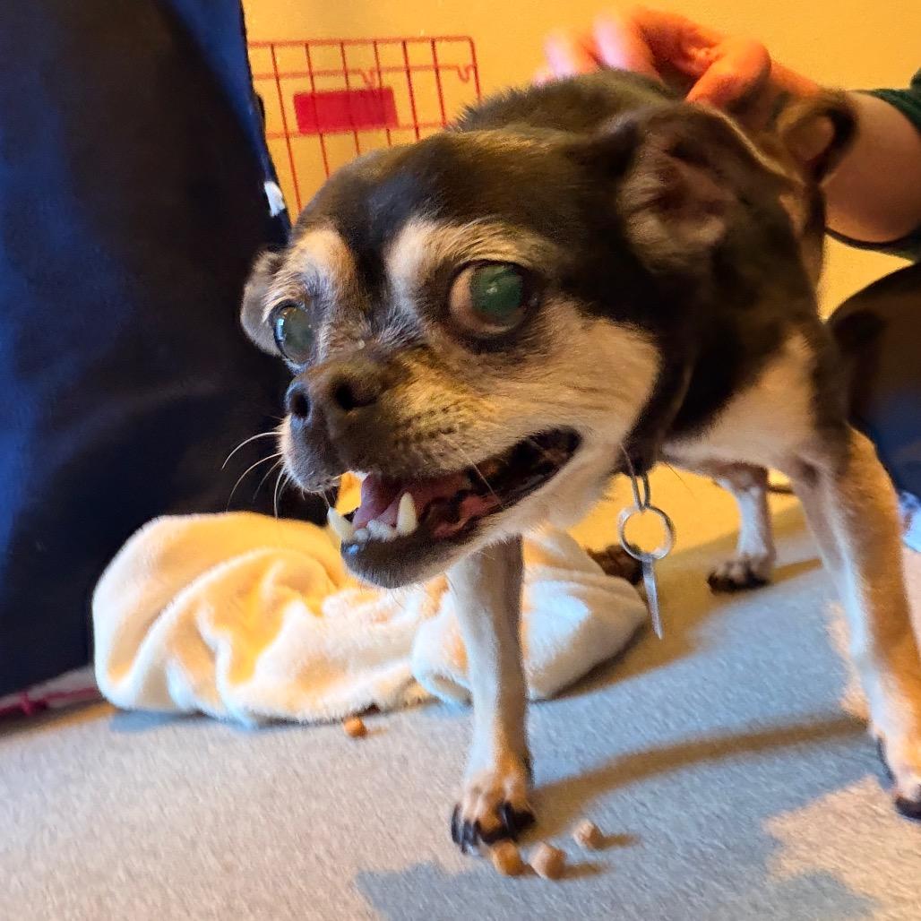 Lola, a Adoptable Chihuahua in Port Angeles, WA image 3/4
