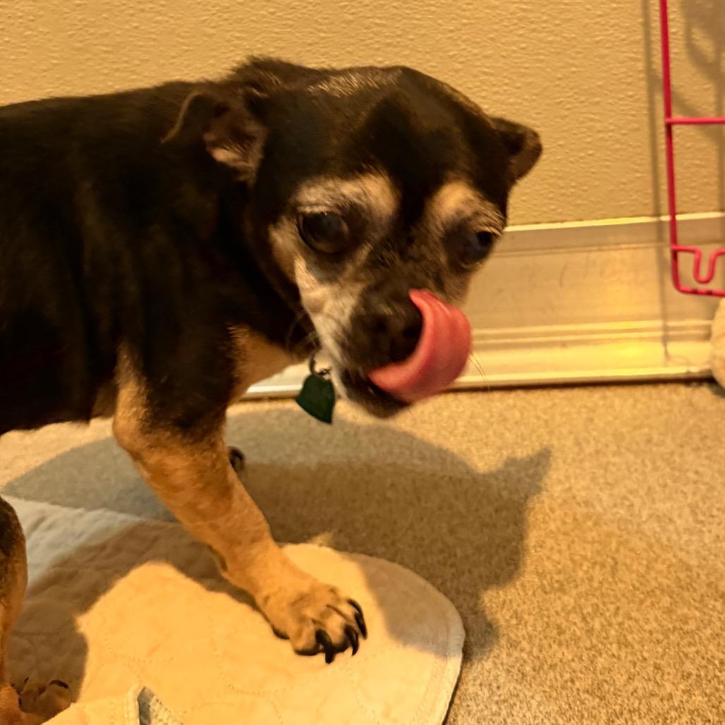 Lola, a Adoptable Chihuahua in Port Angeles, WA image 4/4