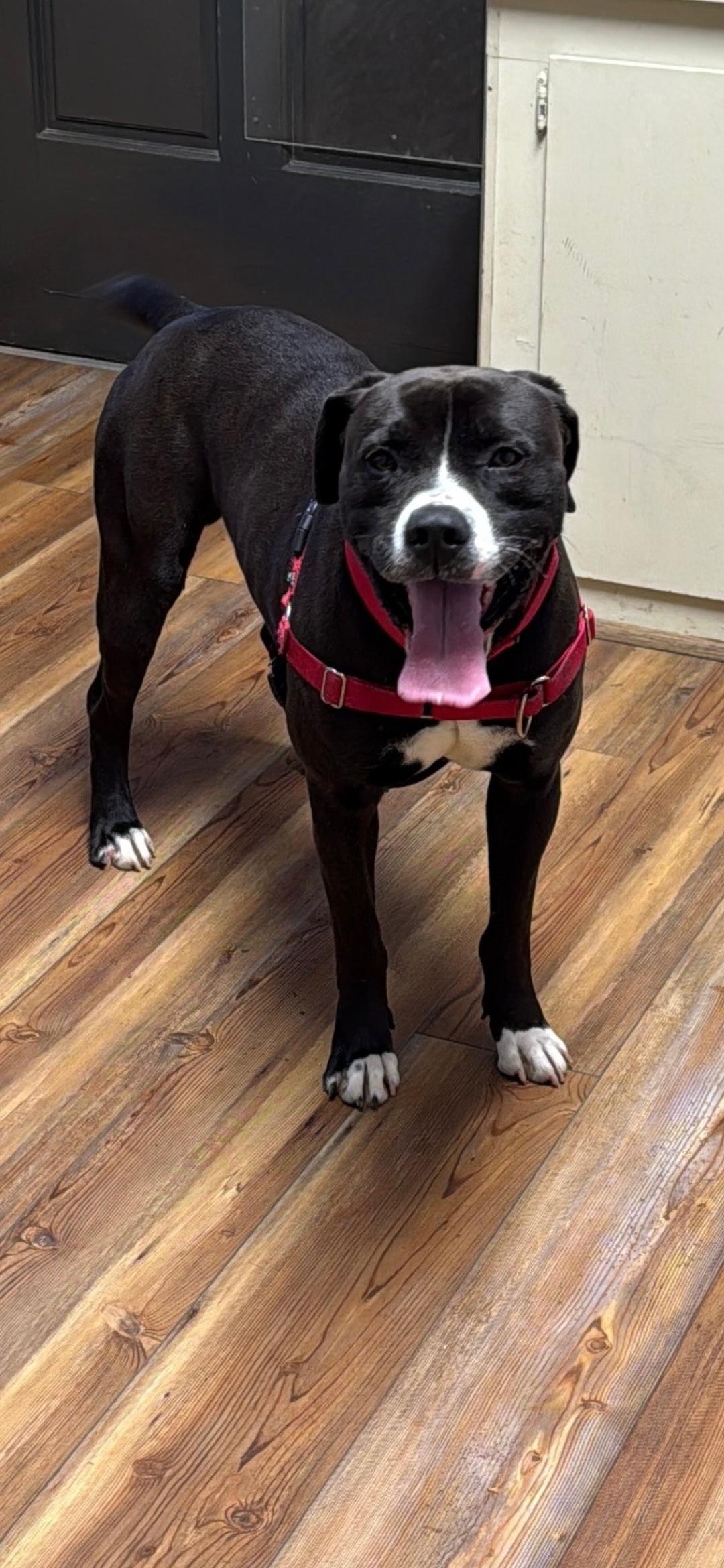 Murphy, ADOPTABLE, Adult Male Pit Bull Terrier.