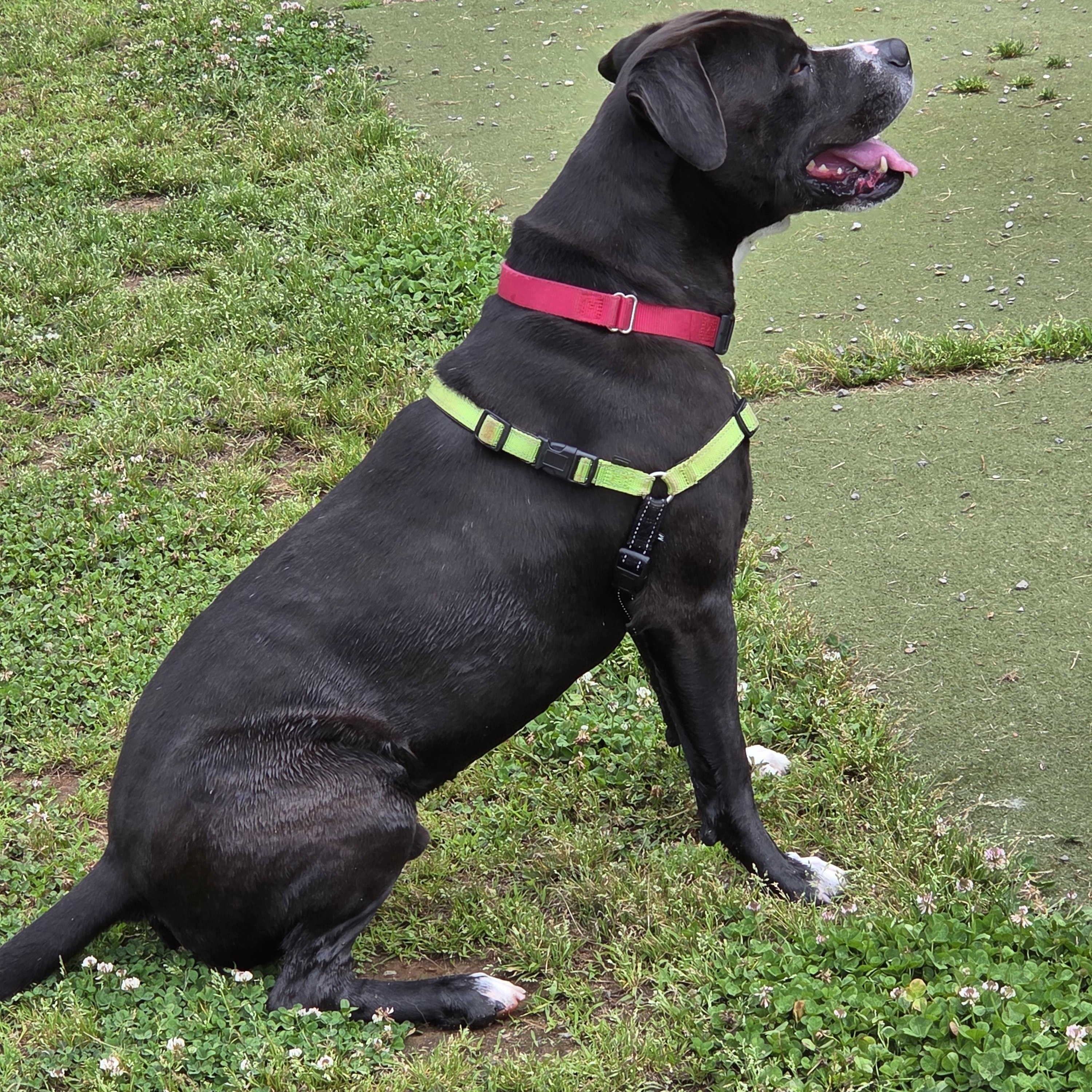 Murphy, a ADOPTABLE mixed breed in Jasper, GA image 1/5