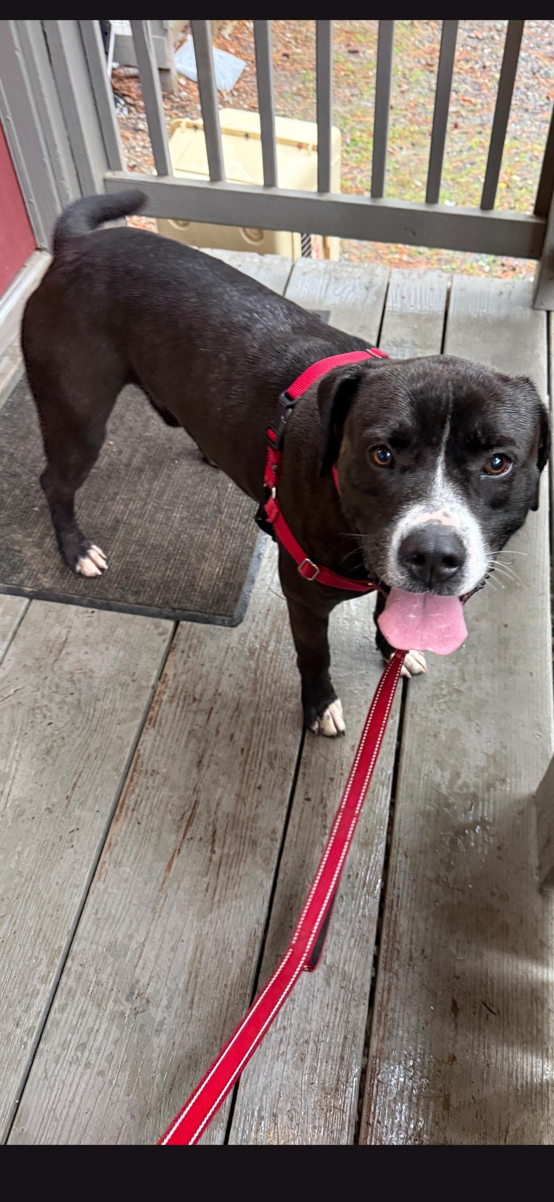 Enlarge Murphy, a ADOPTABLE mixed breed in Jasper, GA image 3/3