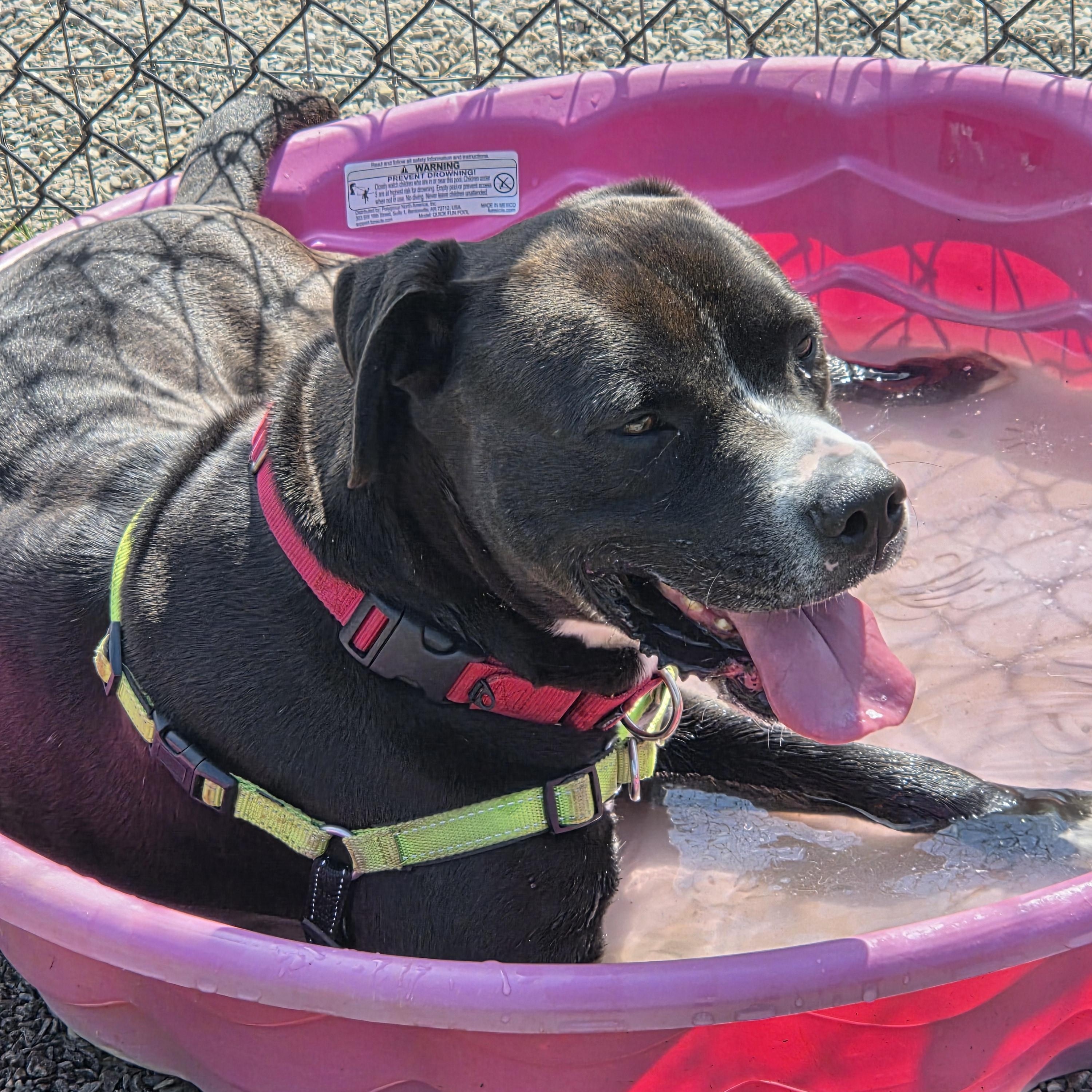 Murphy, a ADOPTABLE mixed breed in Jasper, GA image 2/5