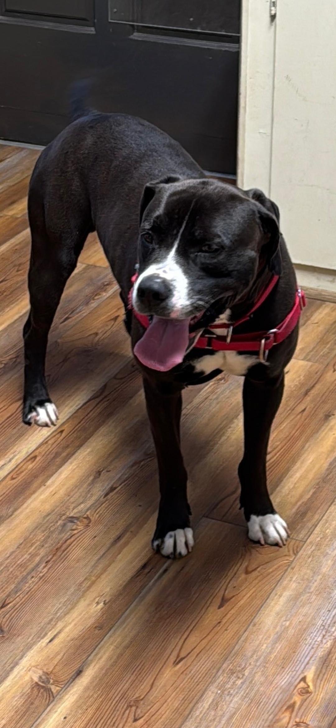 Enlarge Murphy, a ADOPTABLE mixed breed in Jasper, GA image 2/3