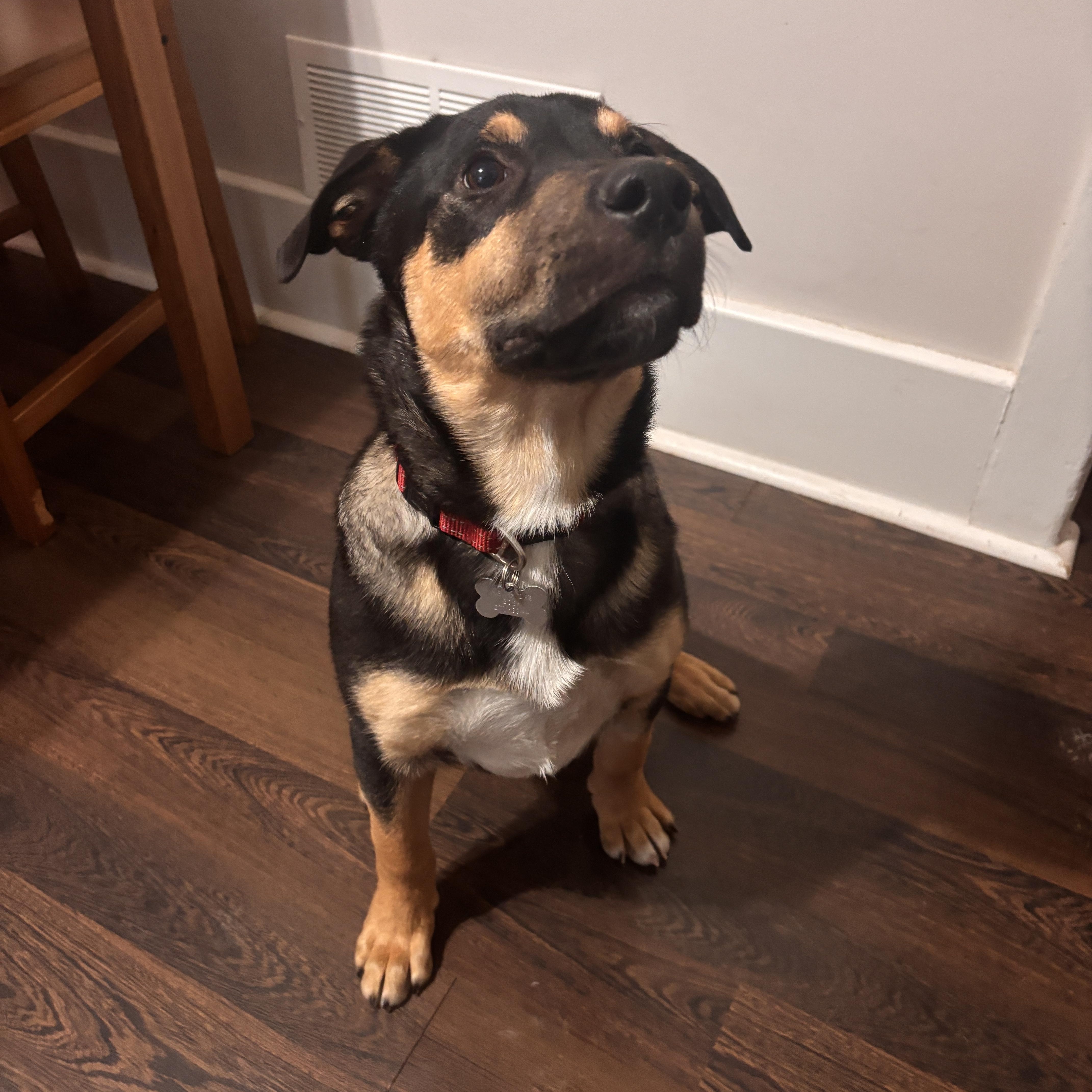 Eddie, a Adoptable Mixed Breed in Saskatoon, SK image 2/5