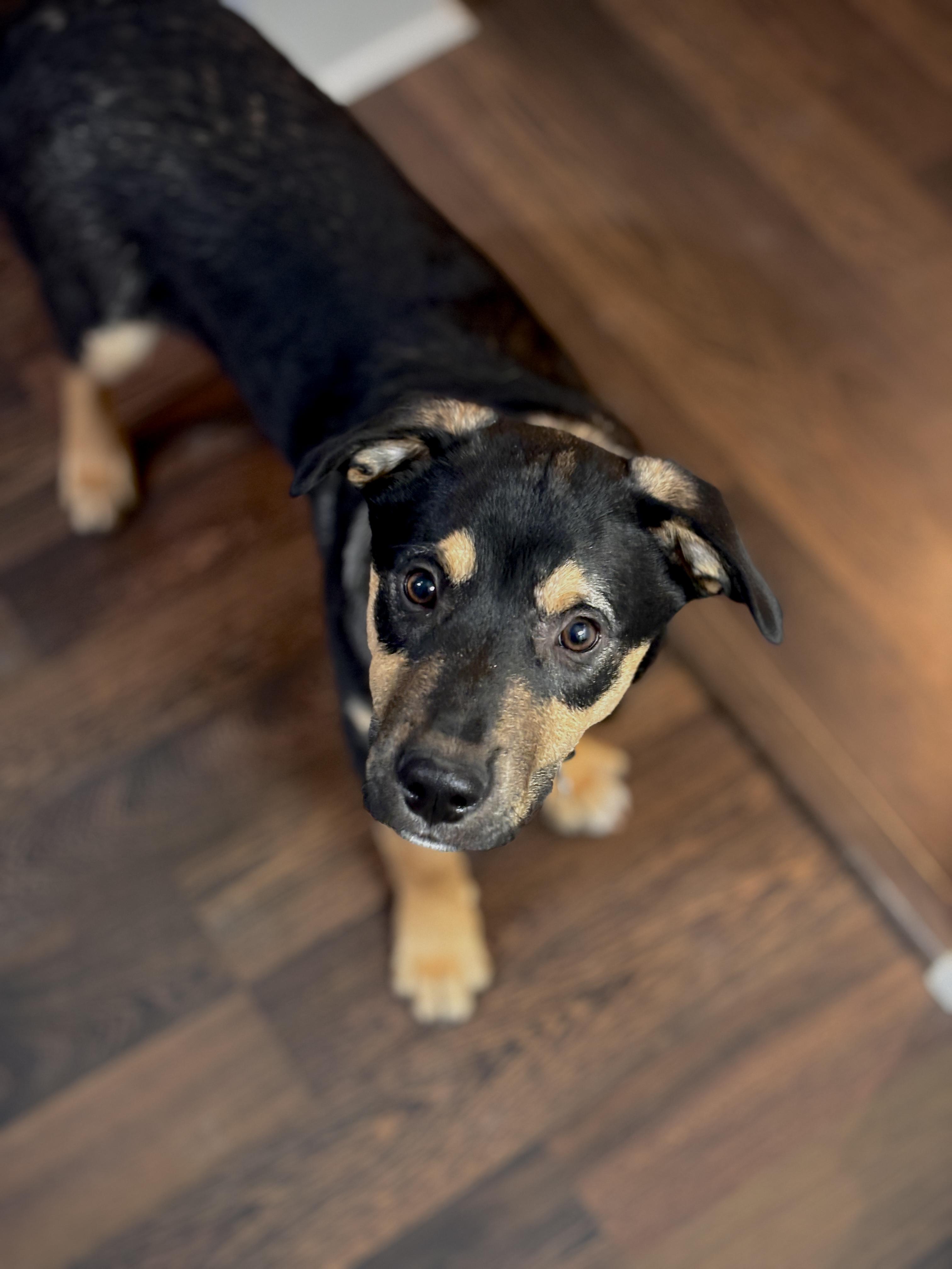 Eddie, a Adoptable Mixed Breed in Saskatoon, SK image 3/5