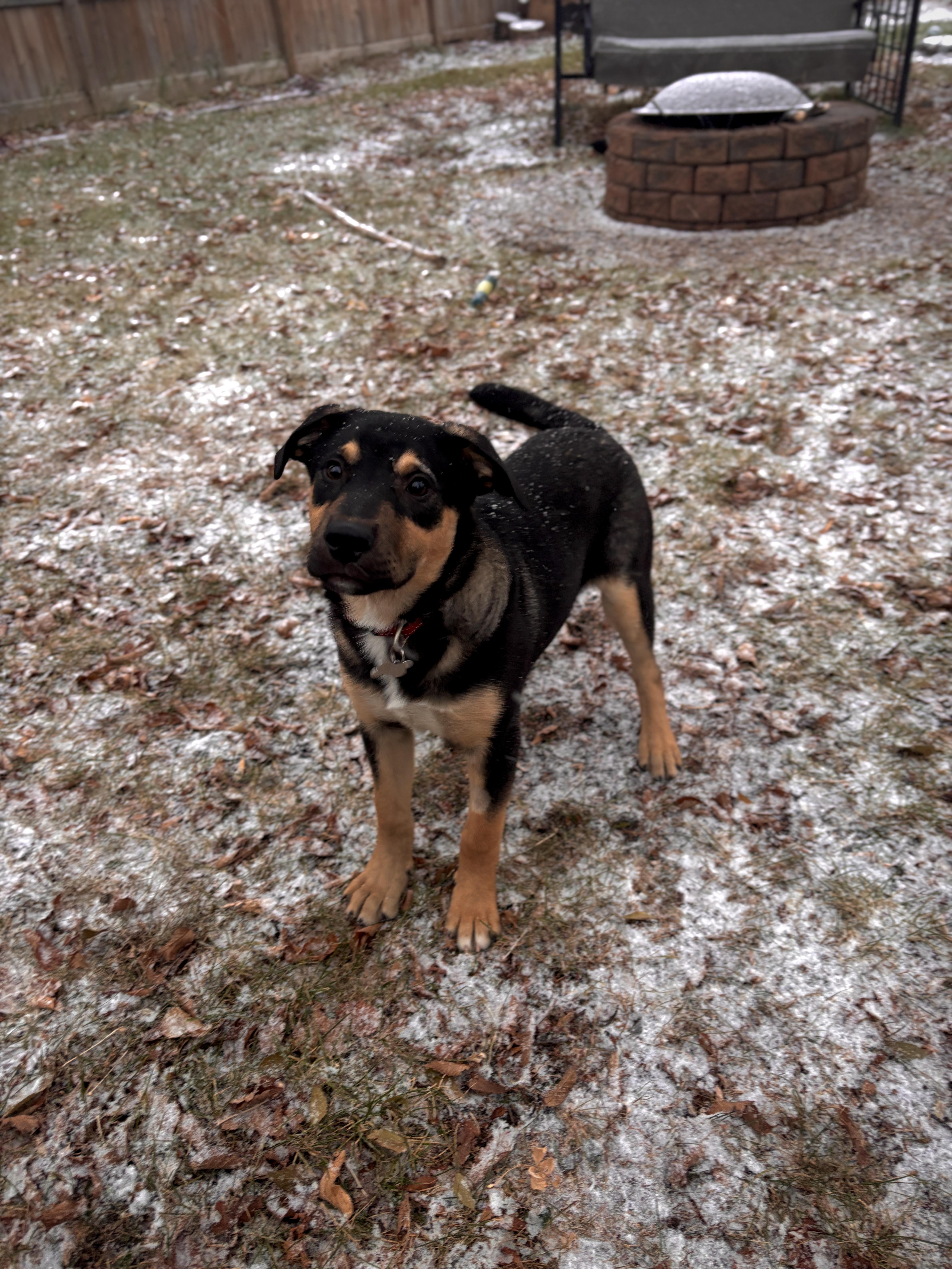 Eddie, a Adoptable Mixed Breed in Saskatoon, SK image 4/5