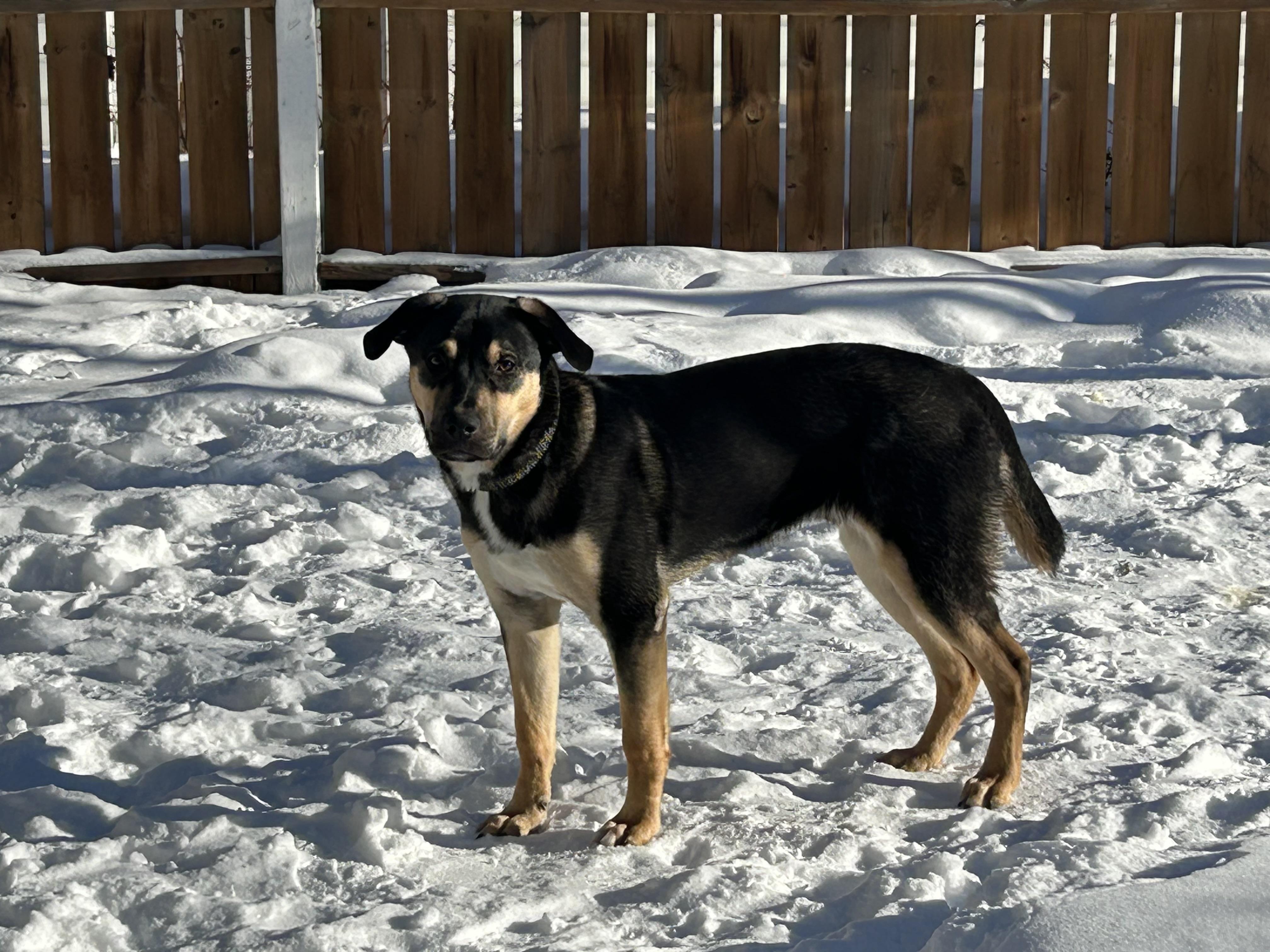 Enlarge Eddie, a Adoptable Mixed Breed in Saskatoon, SK image 4/6
