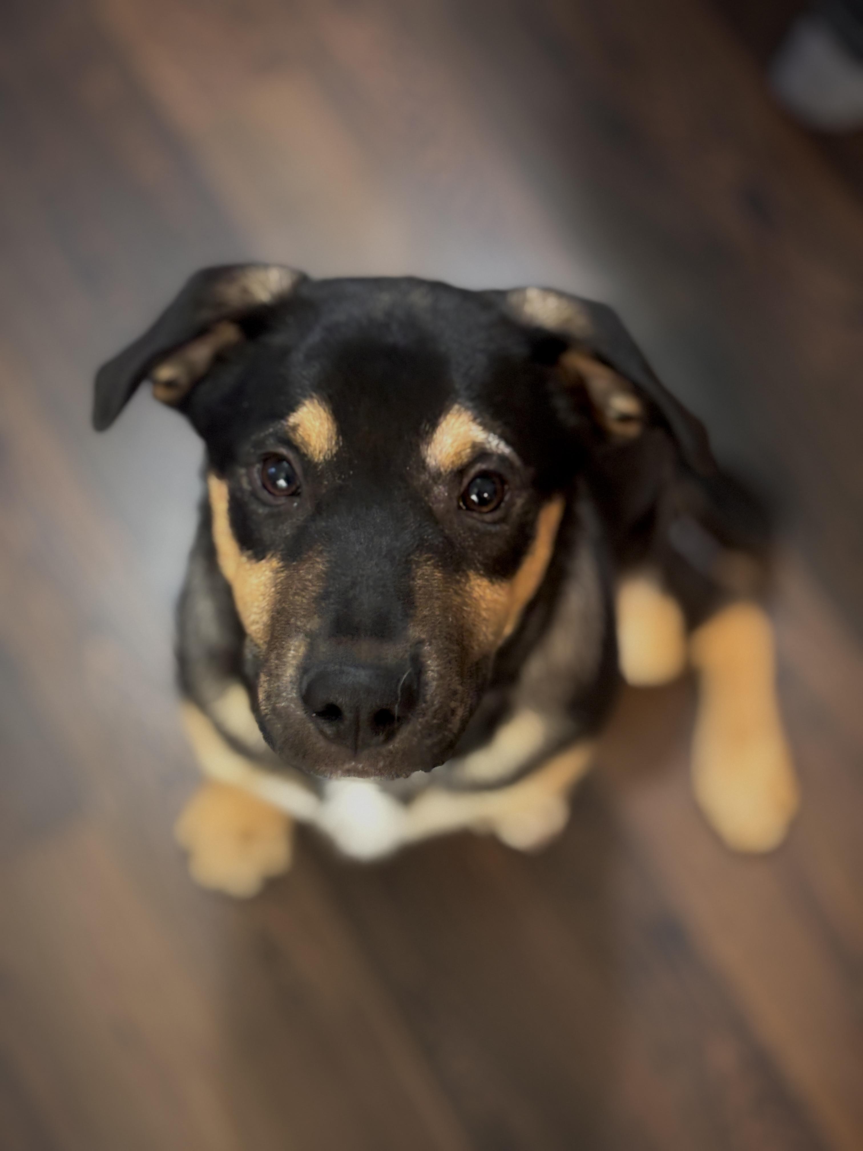 Eddie, a Adoptable Mixed Breed in Saskatoon, SK image 1/5