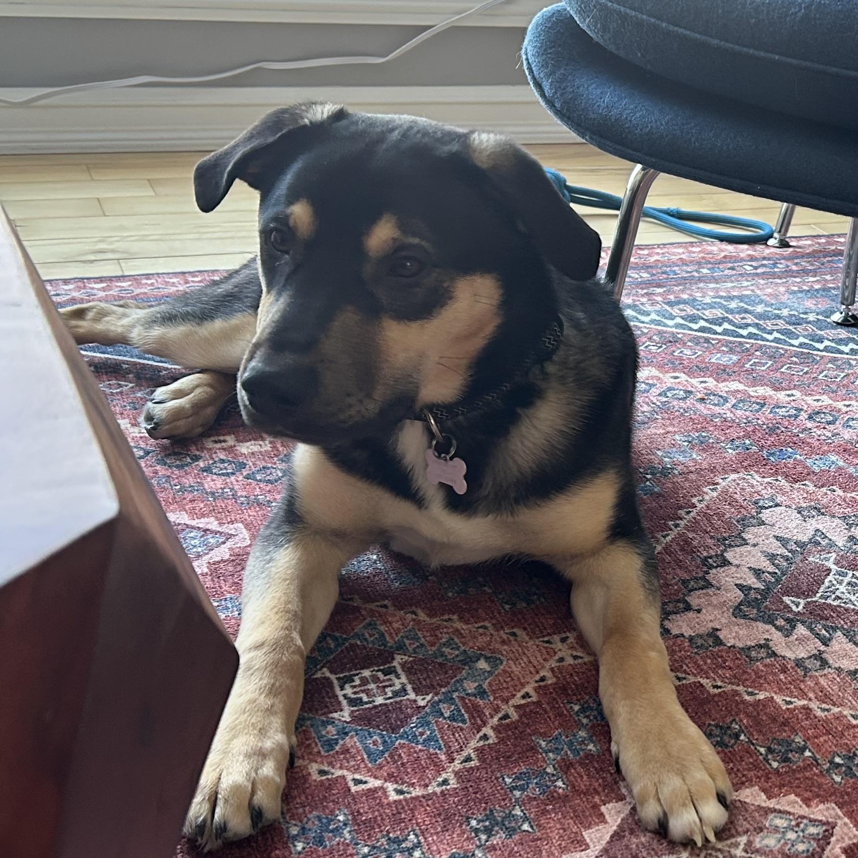 Eddie, Adoptable, Puppy Male Mixed Breed.