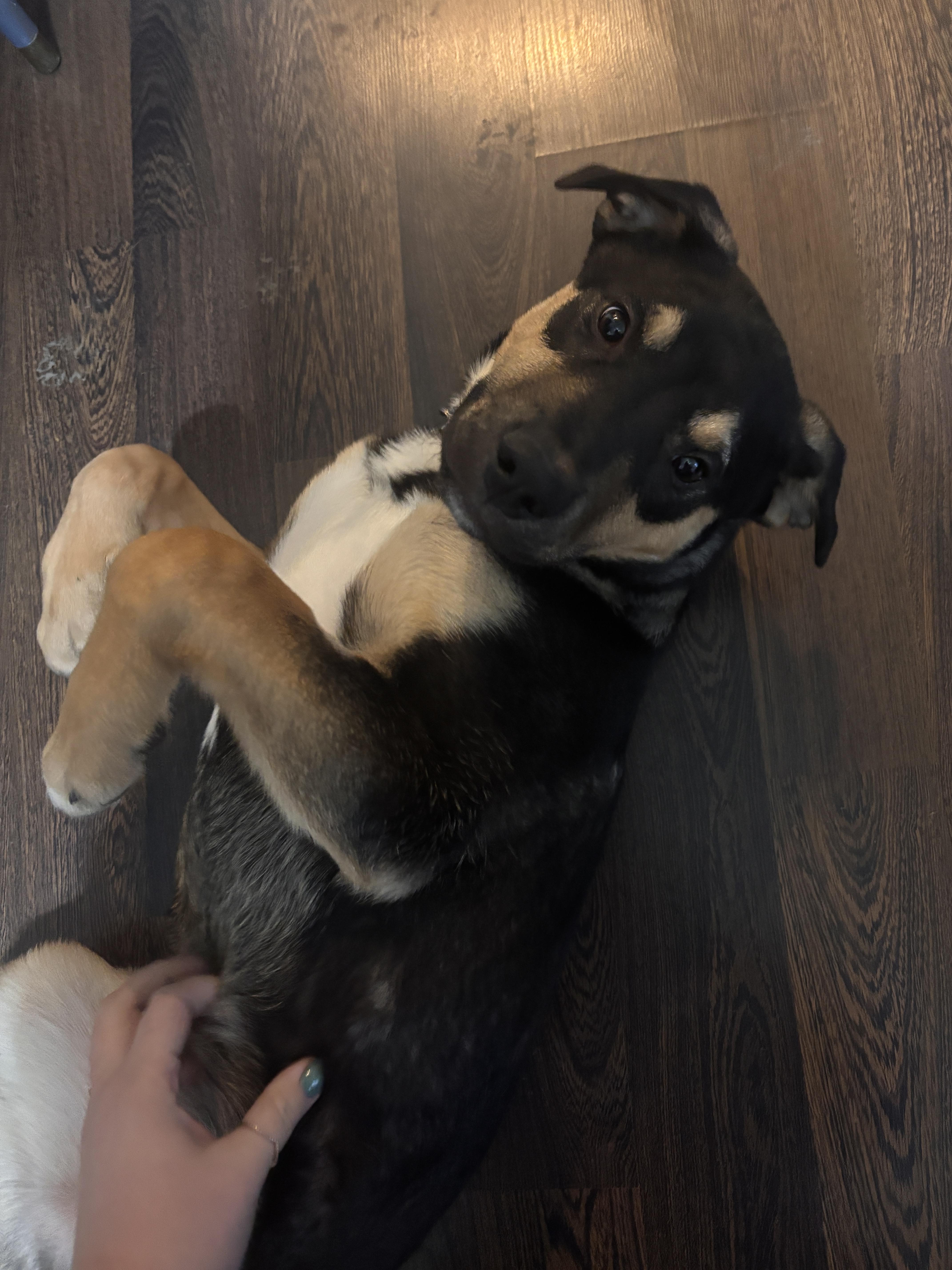 Eddie, a Adoptable Mixed Breed in Saskatoon, SK image 5/5