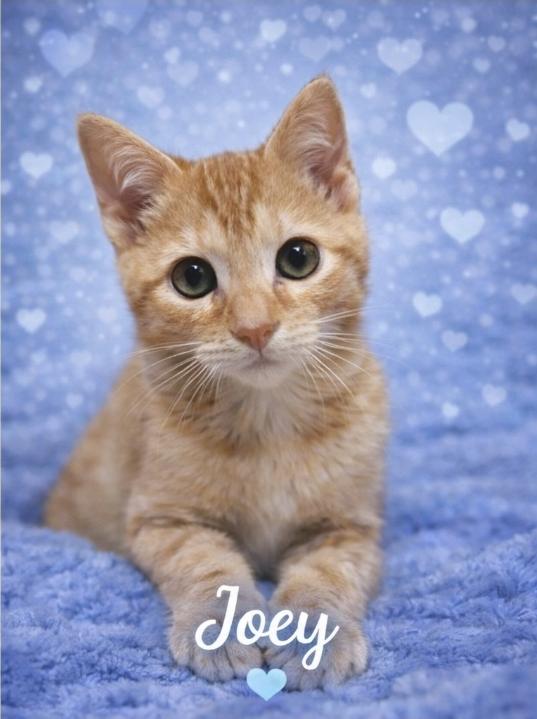 Enlarge Joey, an adopted Domestic Short Hair in BURNABY, BC image 1/1