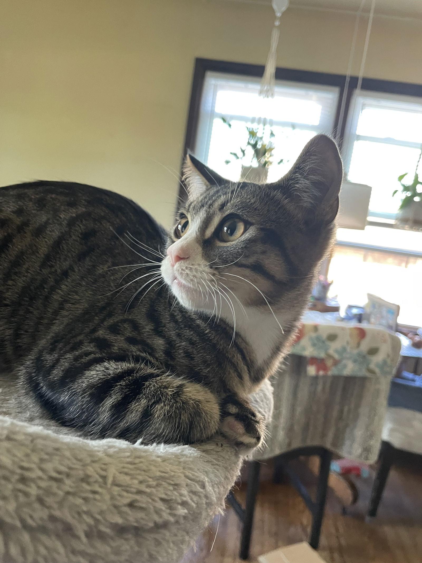 Skillet, Adoptable, Kitten Male Domestic Short Hair & Tabby.