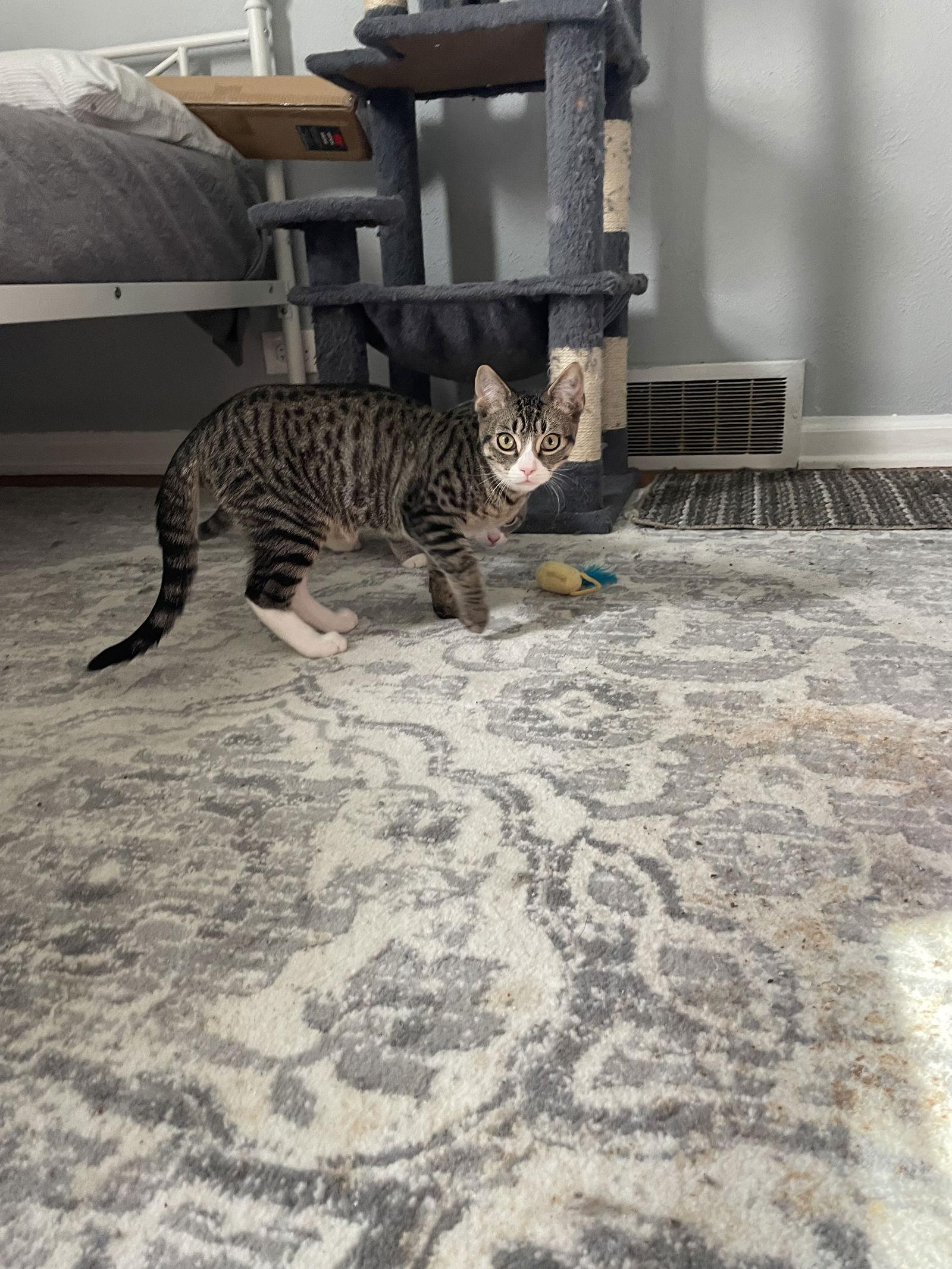 Enlarge Skillet, a Adoptable mixed breed in Island Lake, IL image 2/3