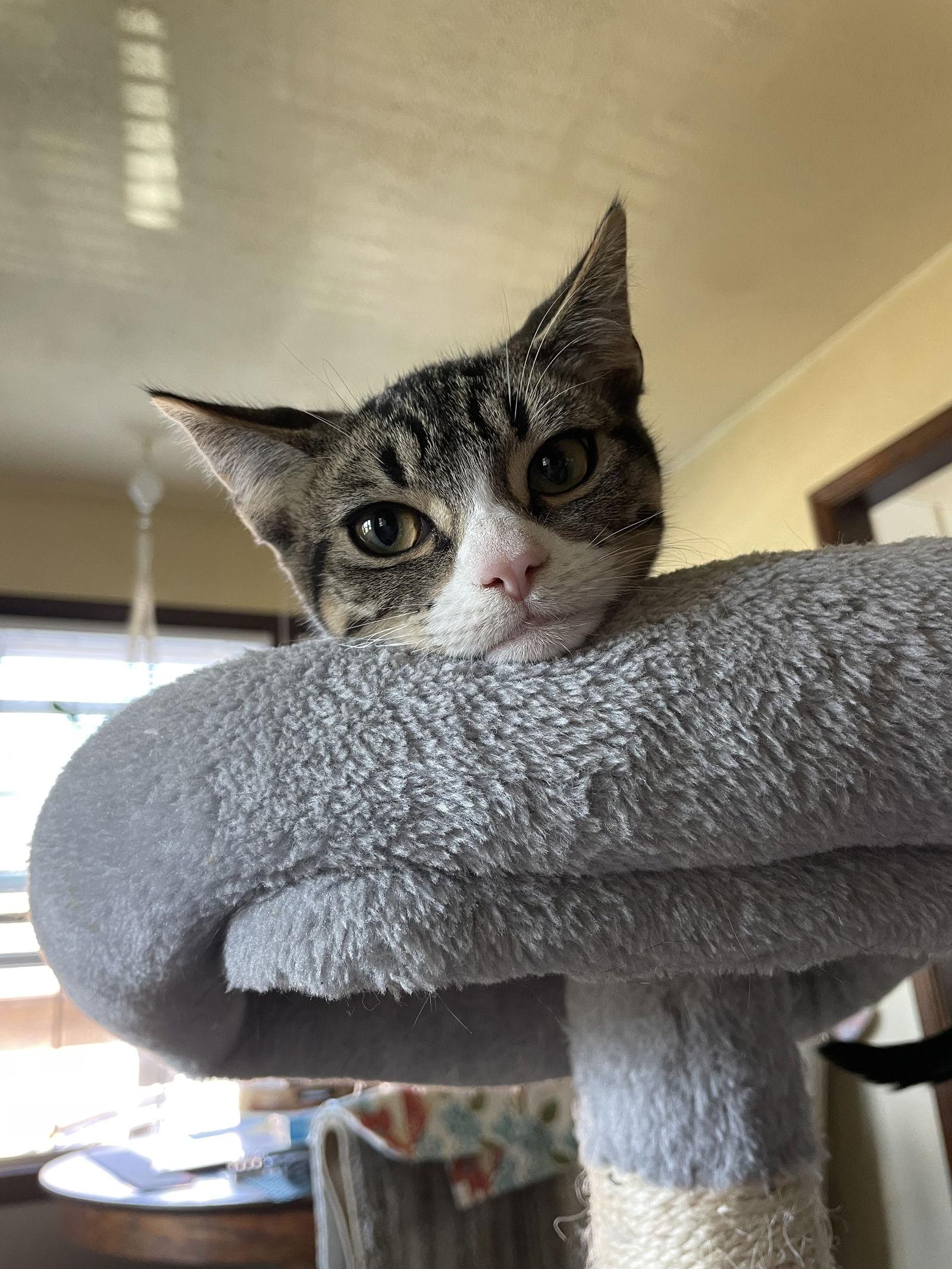 Enlarge Skillet, a Adoptable mixed breed in Island Lake, IL image 3/3