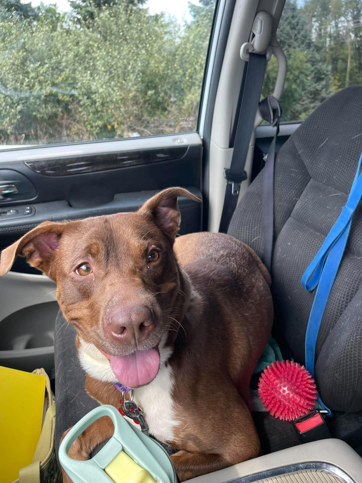 Enlarge Truffle, a Adoptable mixed breed in Valparaiso, IN image 3/4