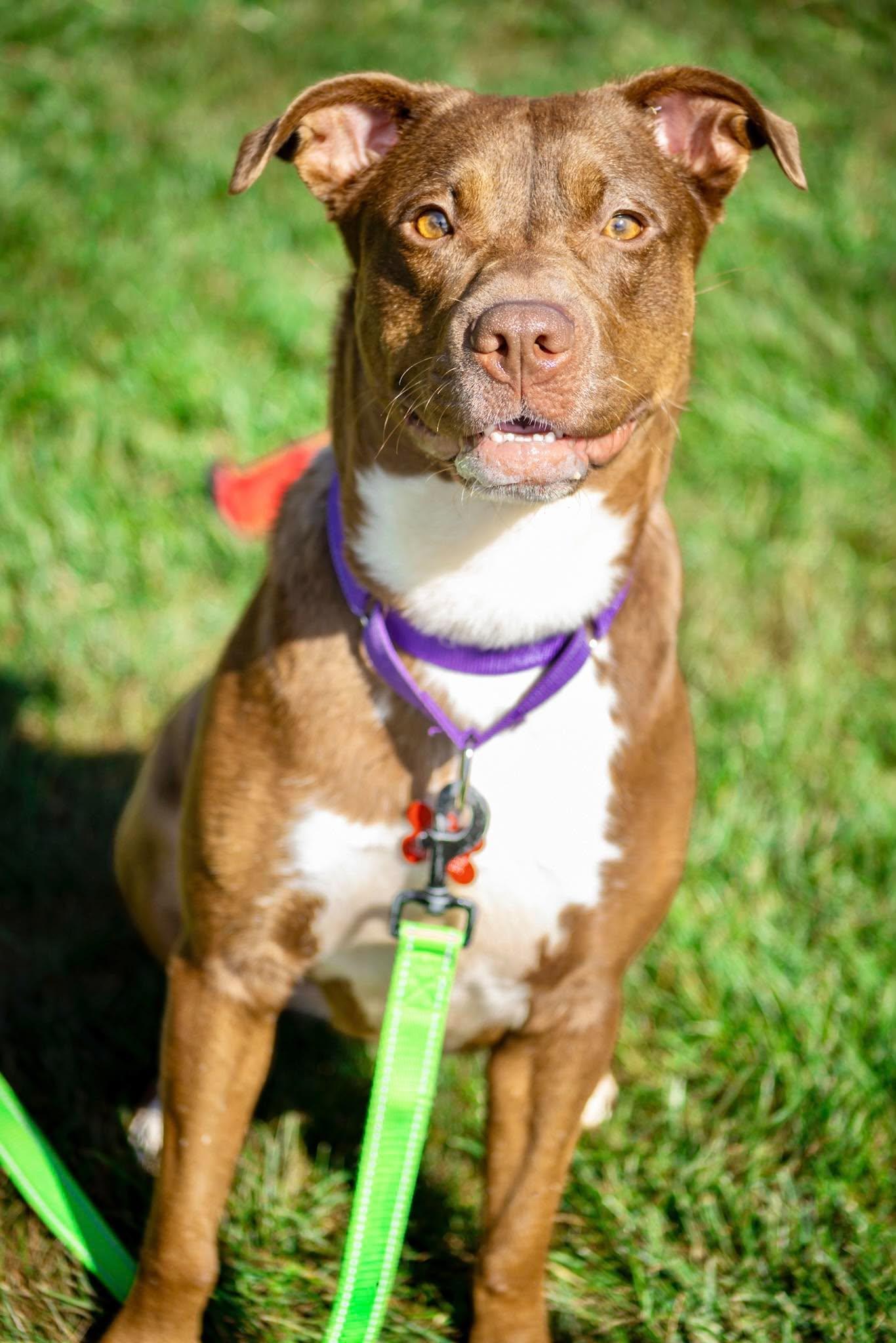 Enlarge Truffle, a Adoptable mixed breed in Valparaiso, IN image 2/4