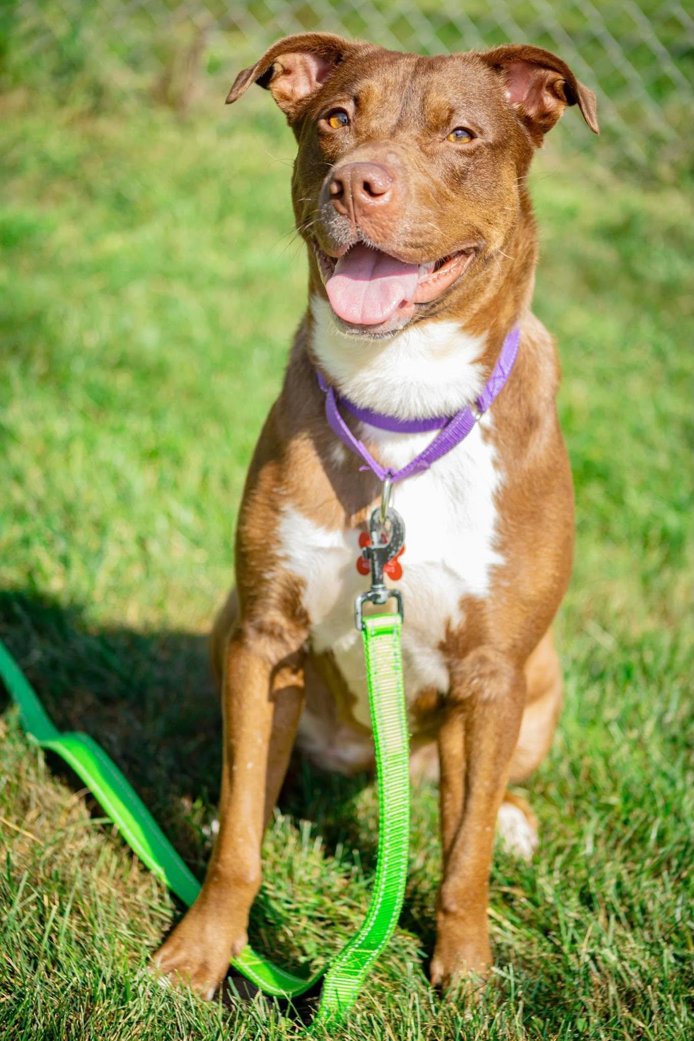 Enlarge Truffle, a Adoptable mixed breed in Valparaiso, IN image 1/4