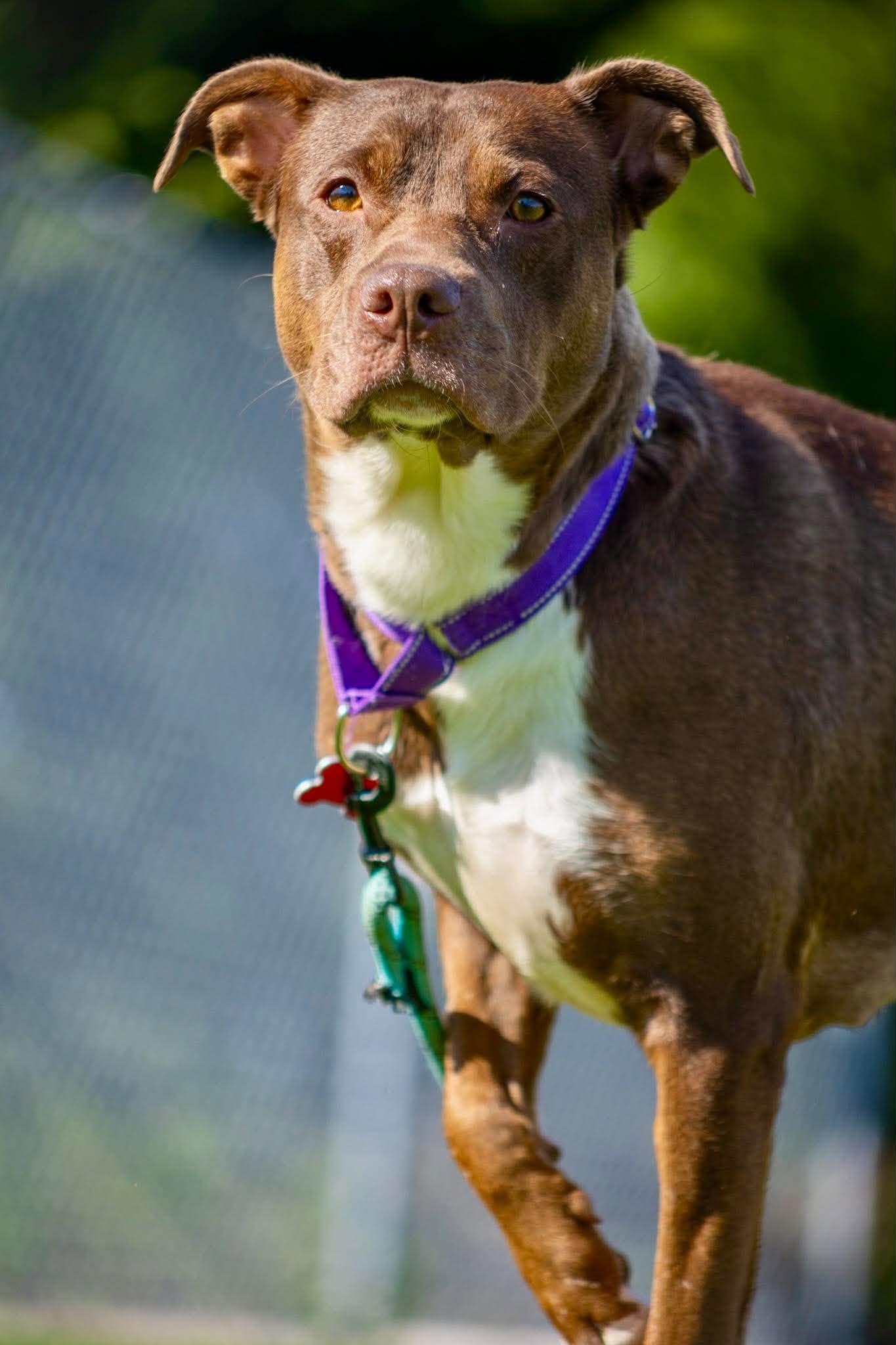 Enlarge Truffle, a Adoptable mixed breed in Valparaiso, IN image 4/4