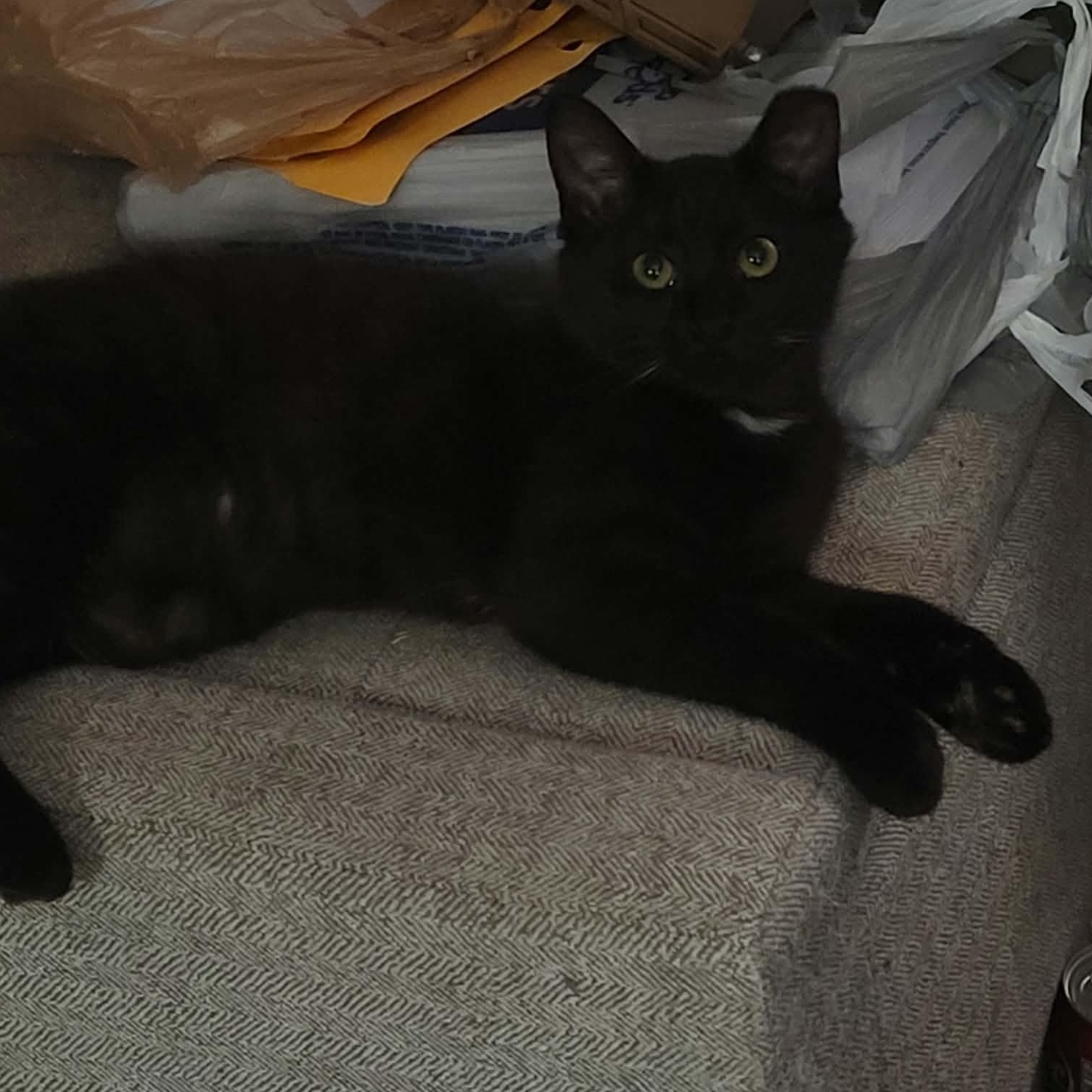 Enlarge Twinkle, a Adoptable Domestic Short Hair in Lynchburg, VA image 4/5