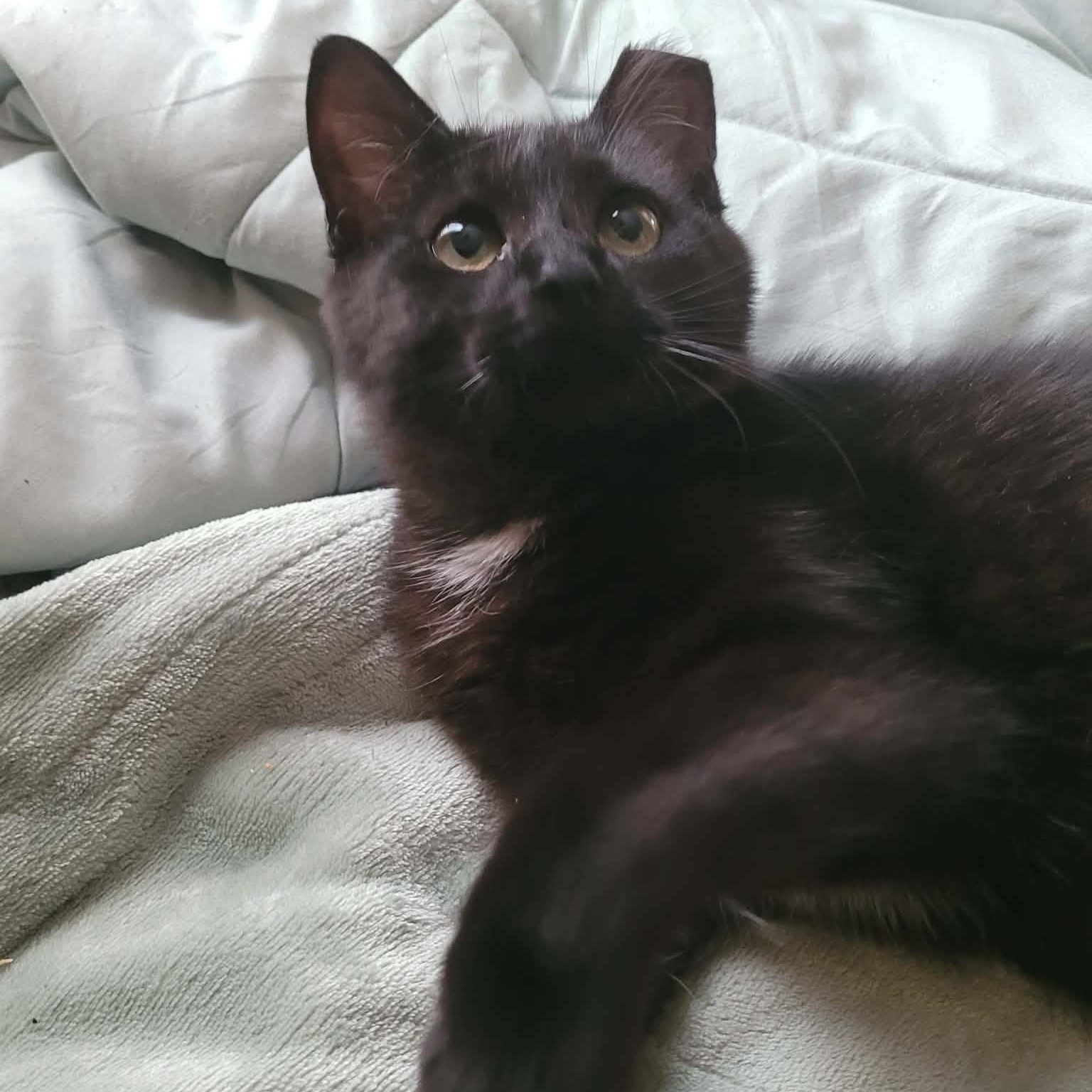 Enlarge Twinkle, a Adoptable Domestic Short Hair in Lynchburg, VA image 3/5