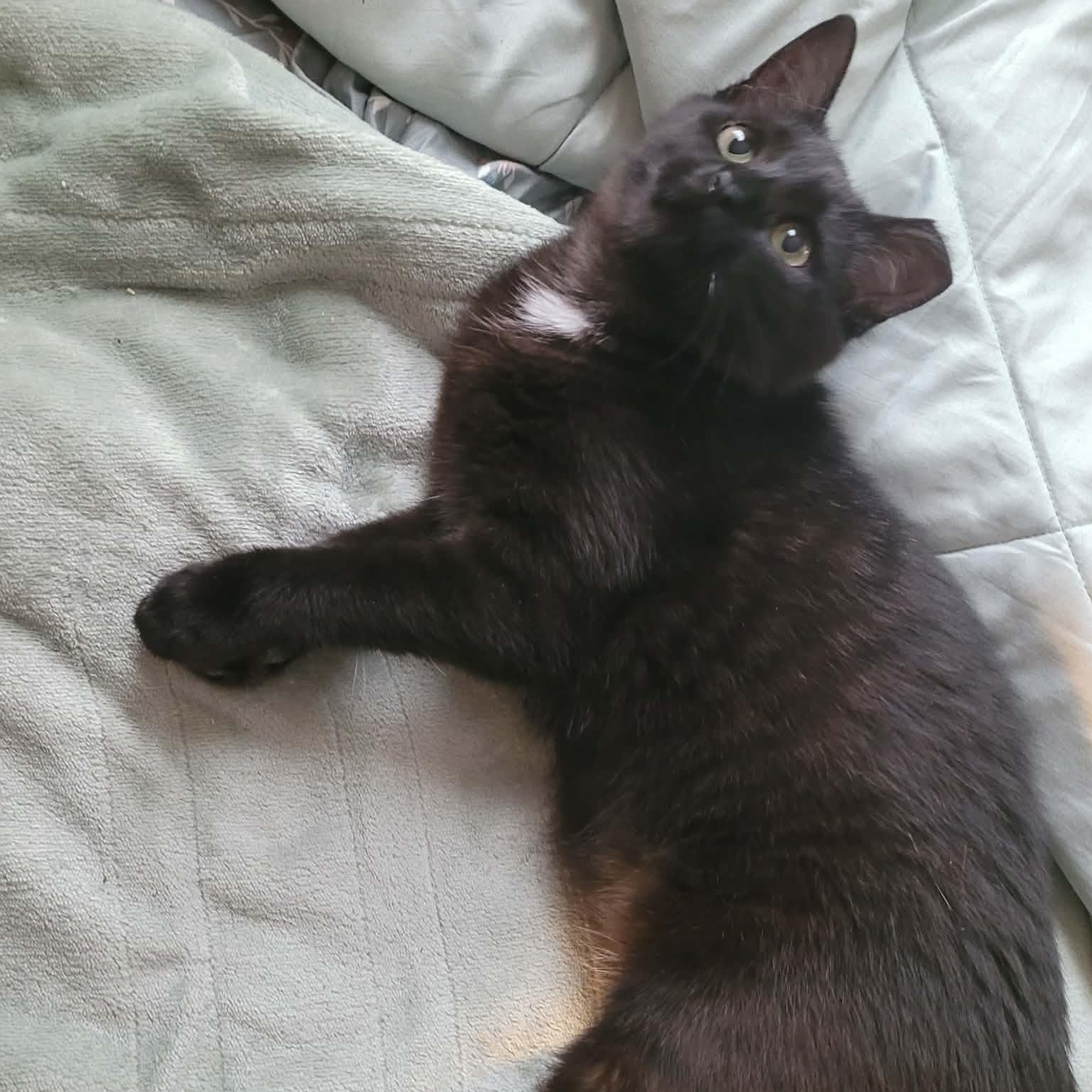Enlarge Twinkle, a Adoptable Domestic Short Hair in Lynchburg, VA image 2/5