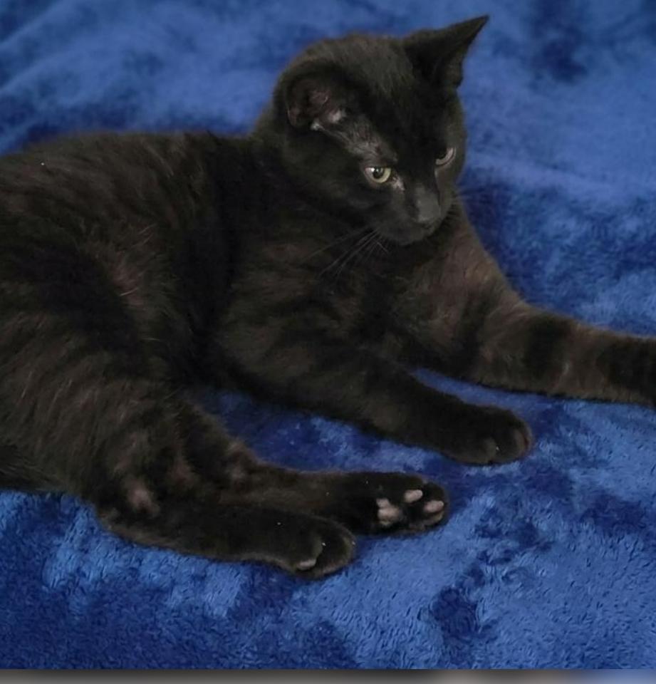 Enlarge Twinkle, a Adoptable Domestic Short Hair in Lynchburg, VA image 5/5