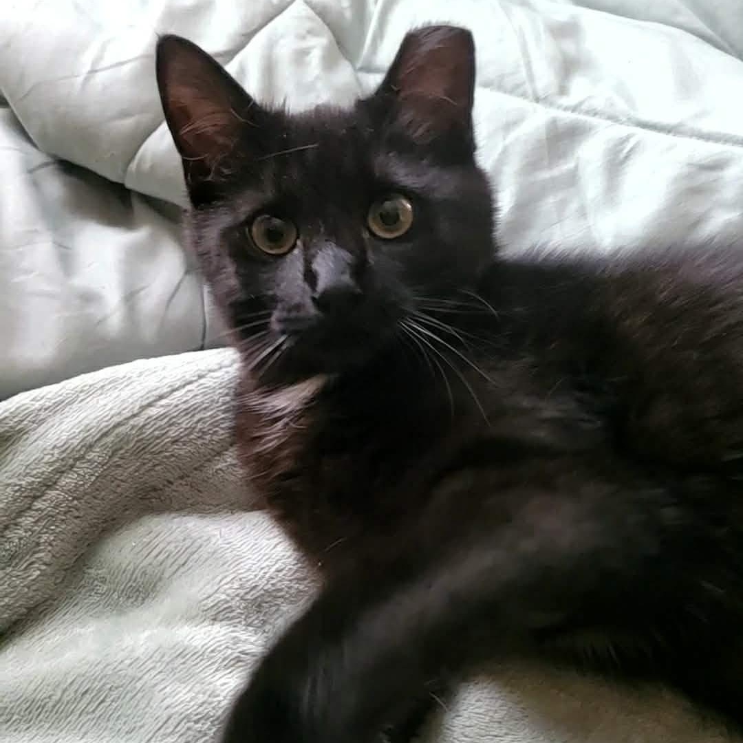 Twinkle, Adoptable, Young Female Domestic Short Hair.
