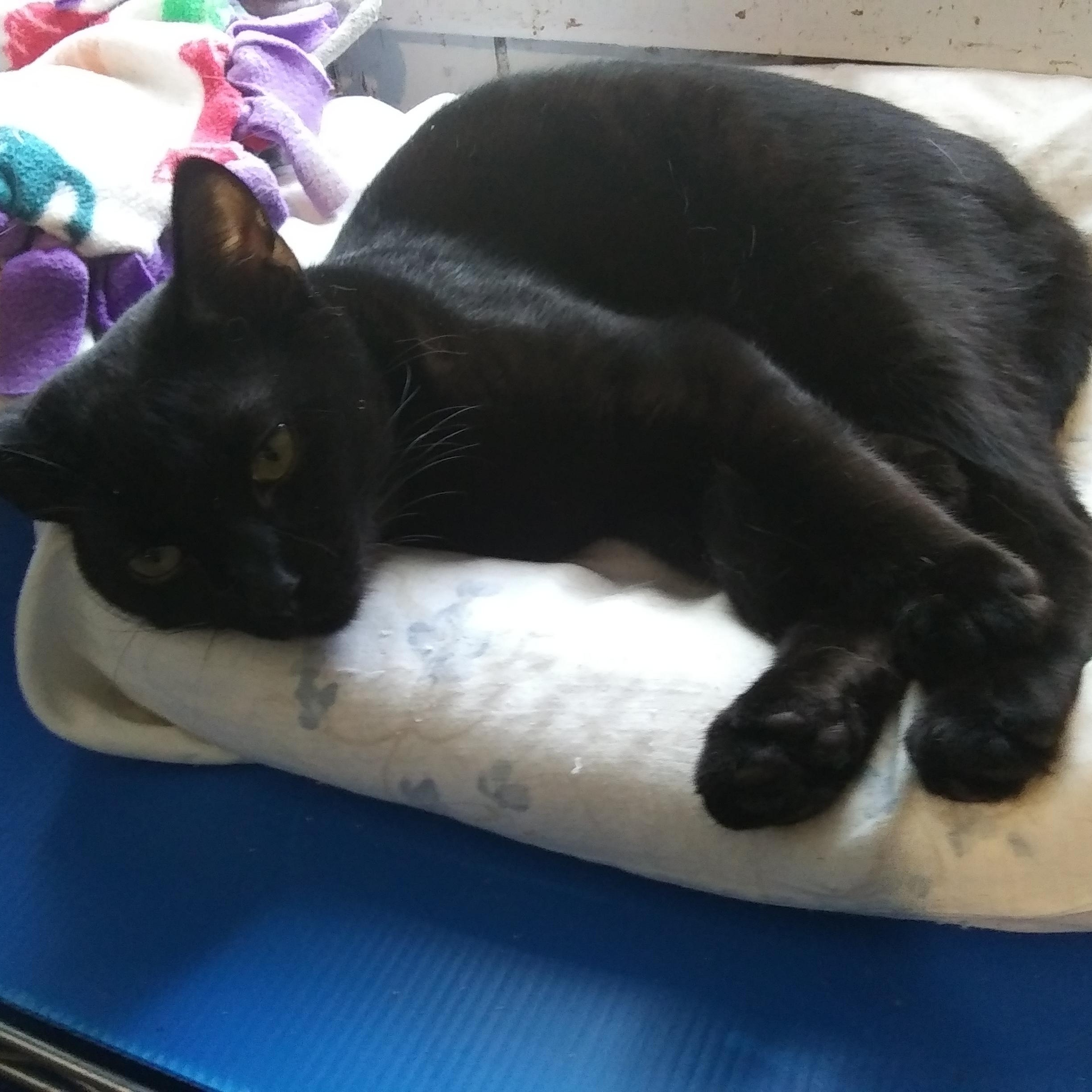 Enlarge Hippy, a Adoptable Domestic Short Hair in Port Wentworth, GA image 3/3