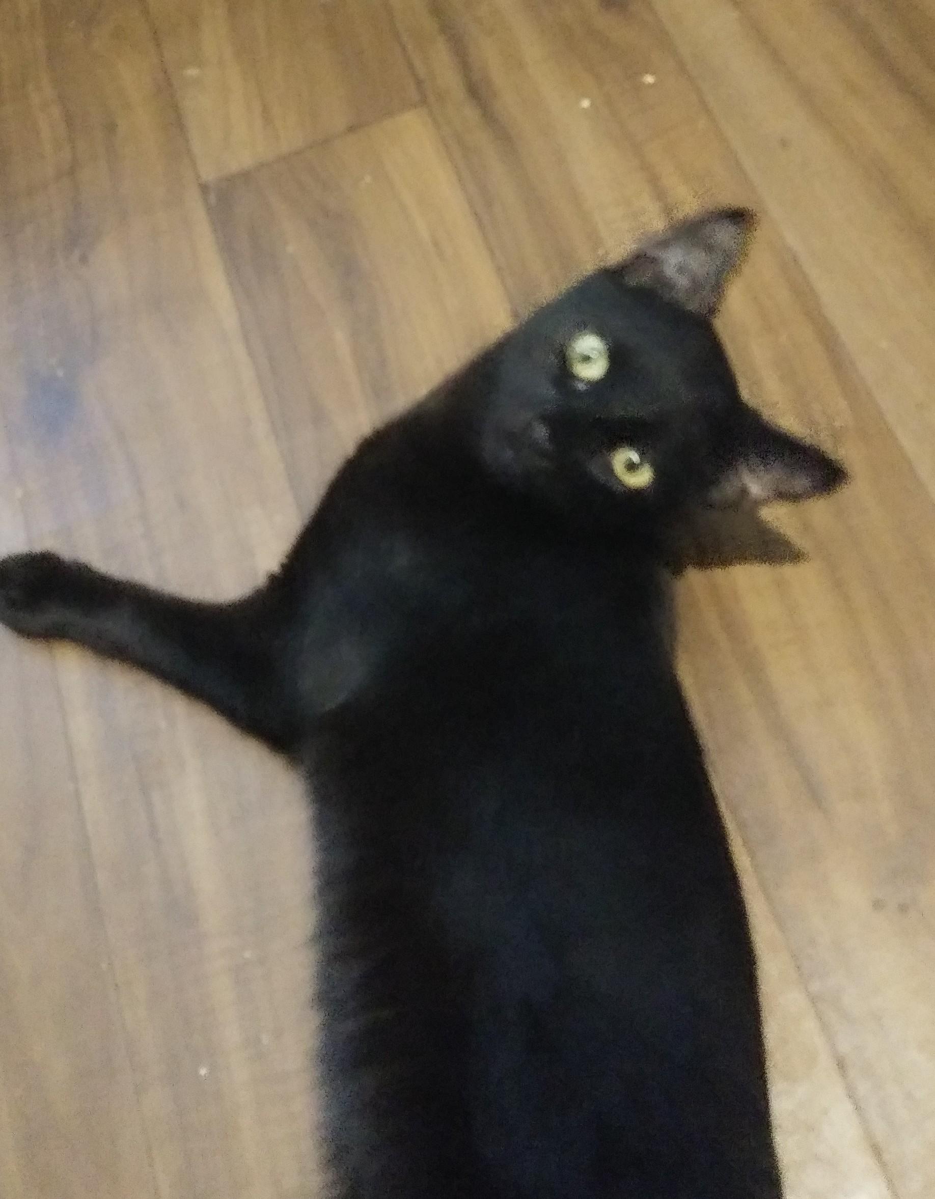 Enlarge Hippy, a Adoptable Domestic Short Hair in Port Wentworth, GA image 1/3