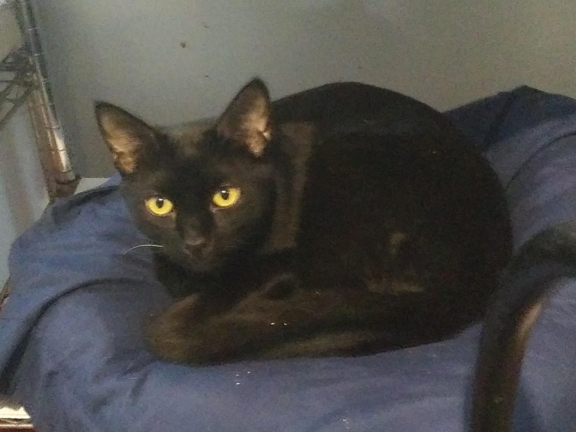 Enlarge Hippy, a Adoptable Domestic Short Hair in Port Wentworth, GA image 2/3