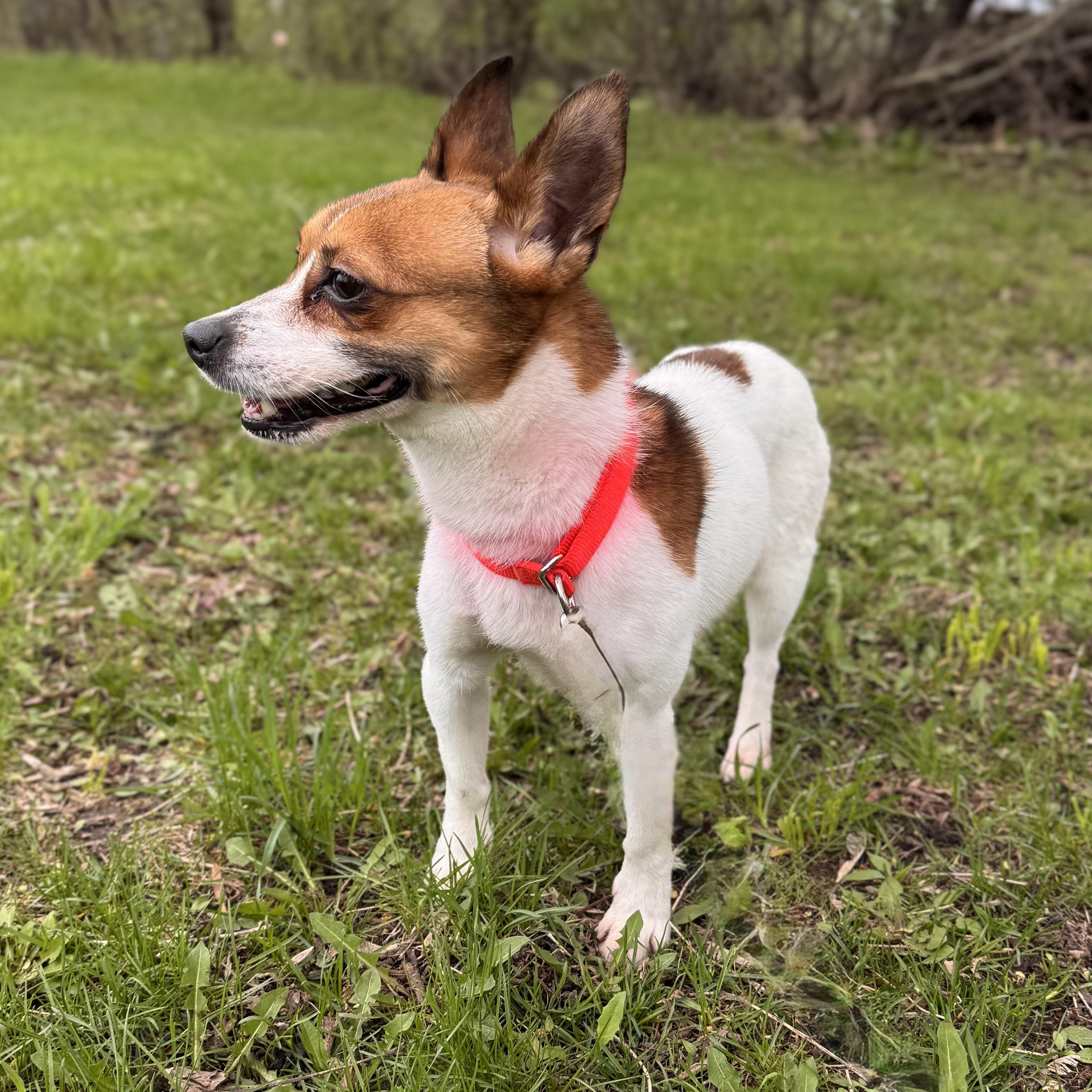 Enlarge Timmy Turner, an adopted Terrier in Midland, MI image 1/3