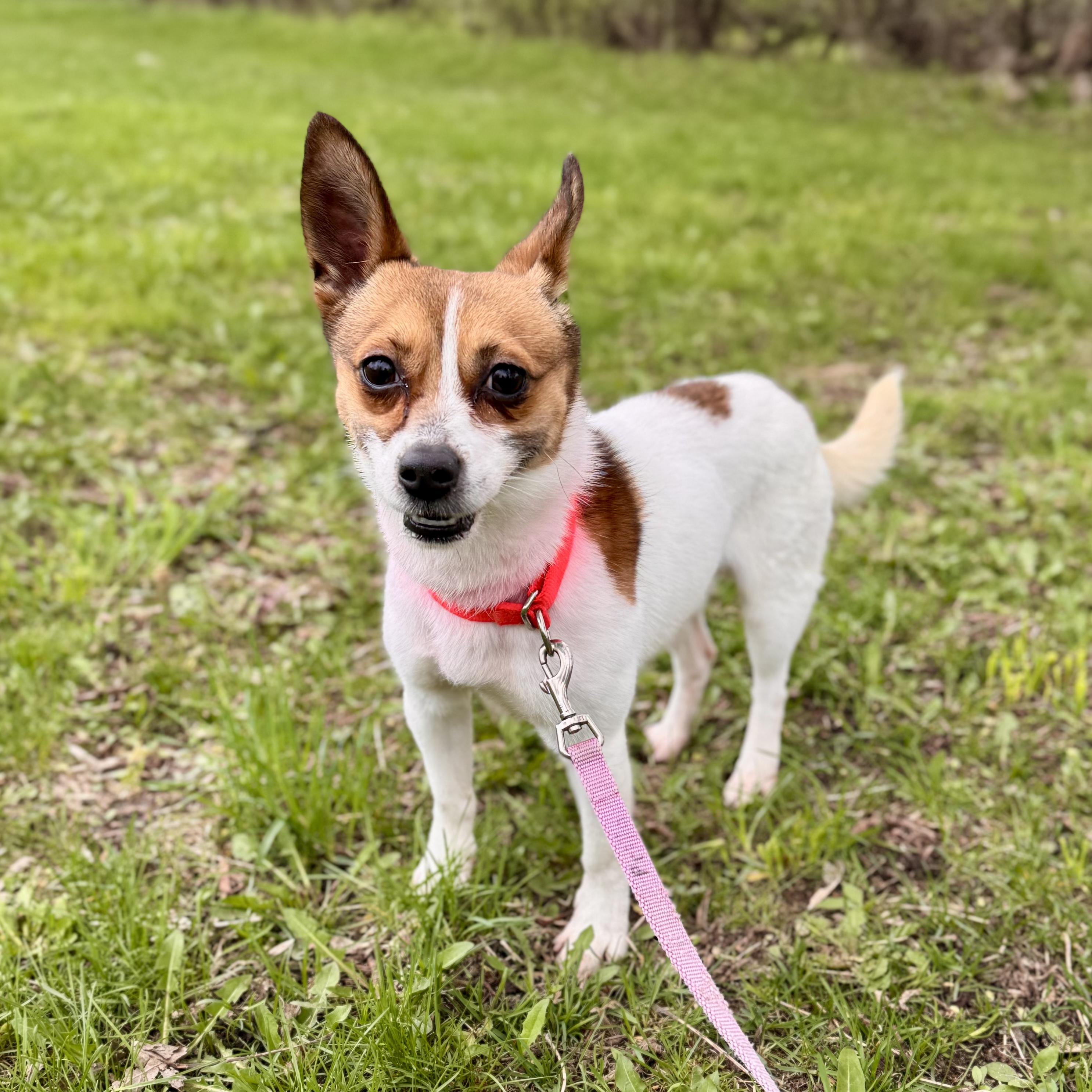 Enlarge Timmy Turner, an adopted Terrier in Midland, MI image 3/3