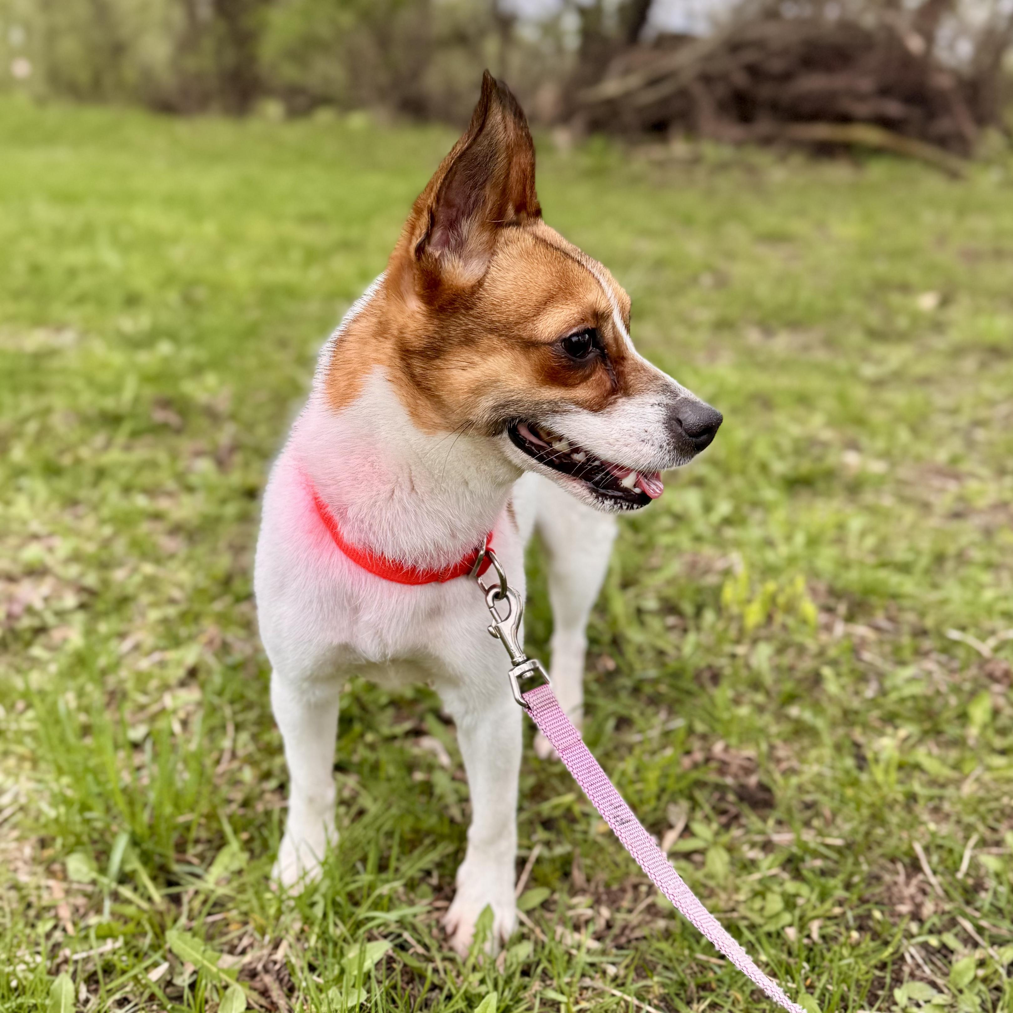 Enlarge Timmy Turner, an adopted Terrier in Midland, MI image 2/3