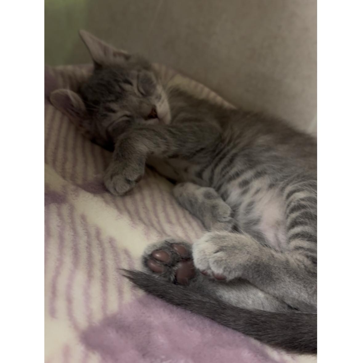 Enlarge Mulberry, an adoptable Domestic Short Hair in North Kingstown, RI image 2/2