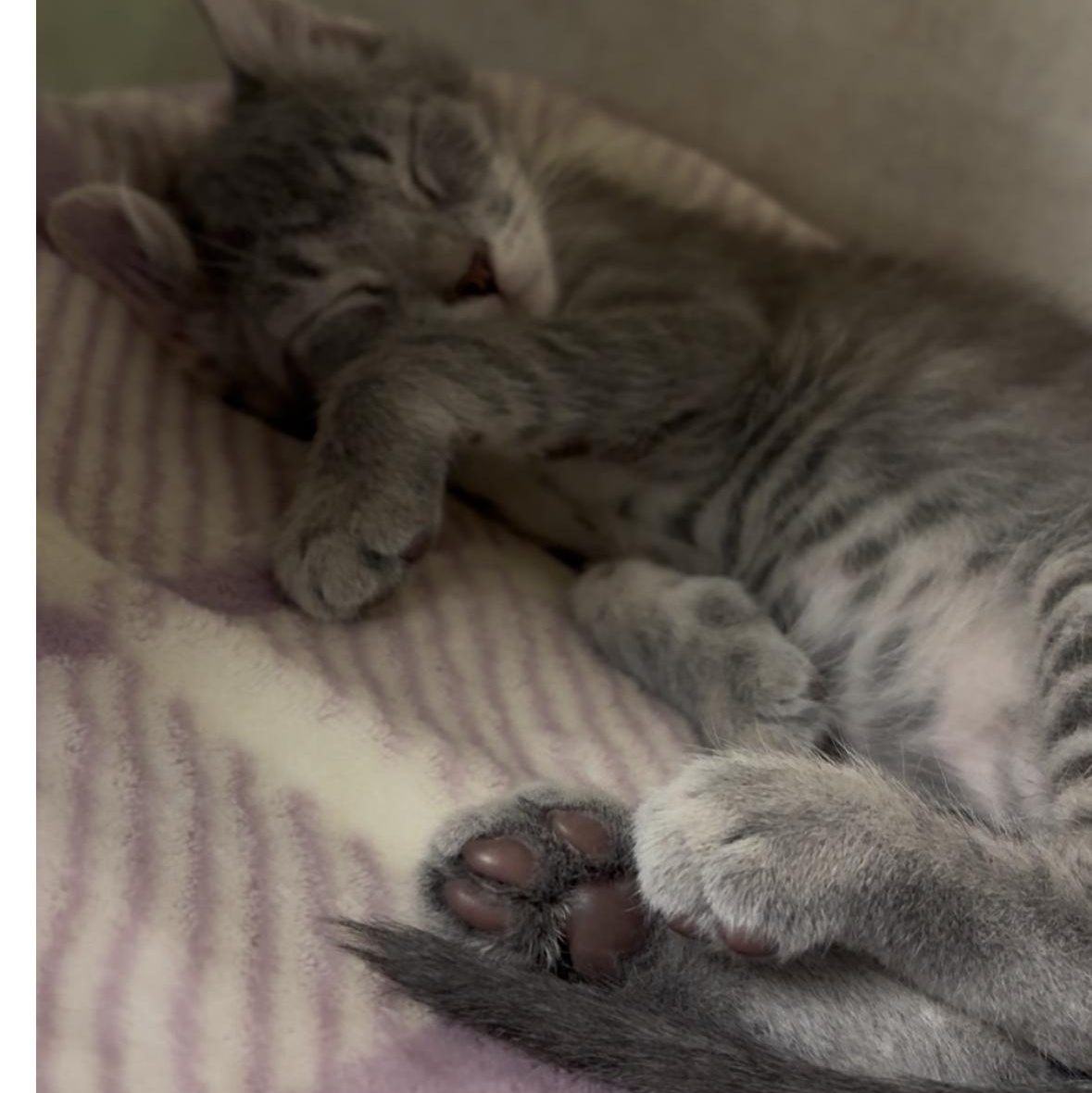 Enlarge Mulberry, an adoptable Domestic Short Hair in North Kingstown, RI image 1/2