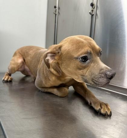 Enlarge Buzz, an adoptable mixed breed in Converse, TX image 1/1