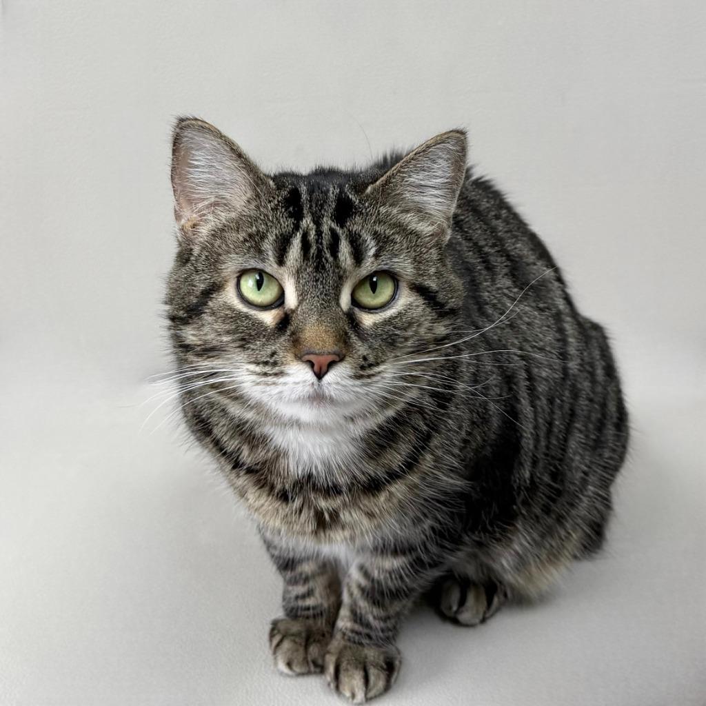 Bobbi, Adoptable, Adult Female Domestic Short Hair.