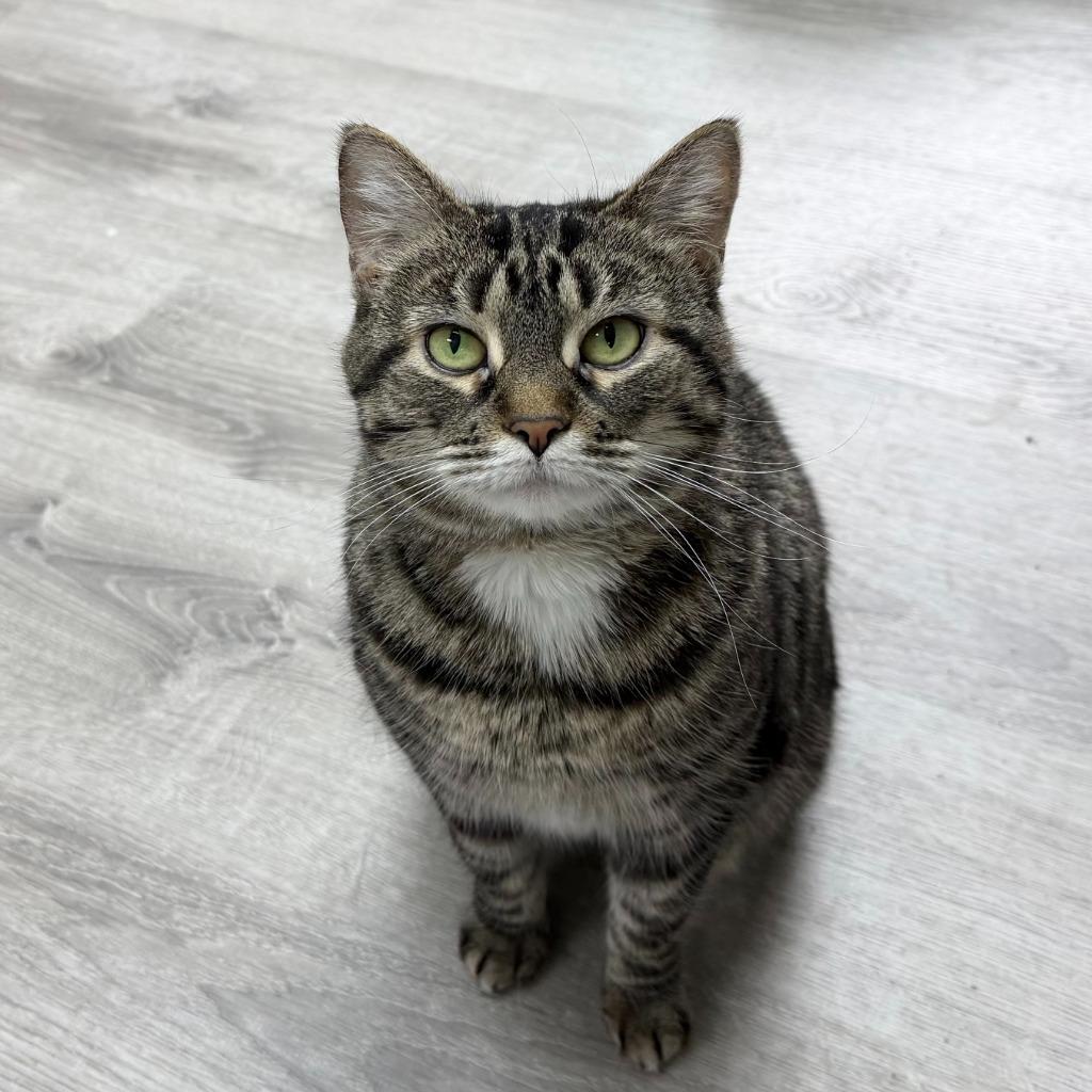 Bobbi, a Adoptable Domestic Short Hair in State College, PA image 2/5