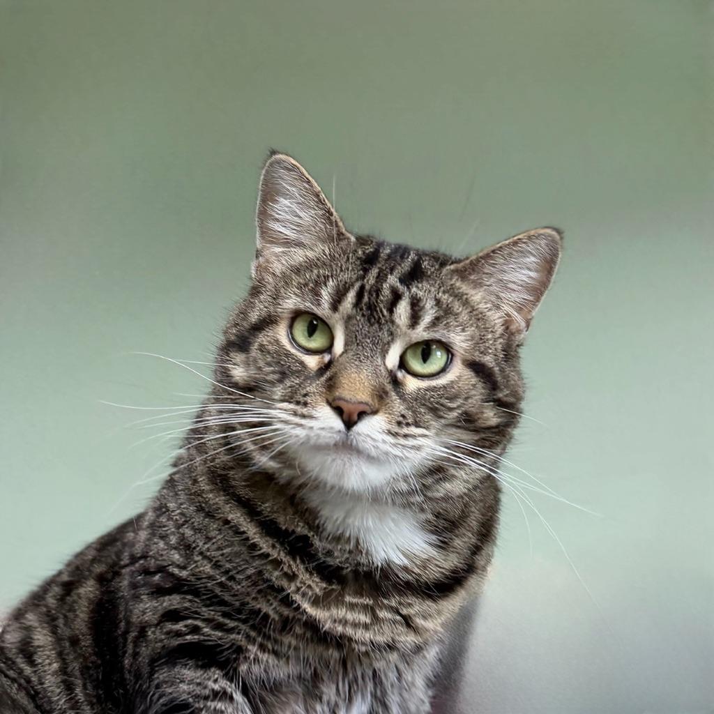 Bobbi, a Adoptable Domestic Short Hair in State College, PA image 3/5