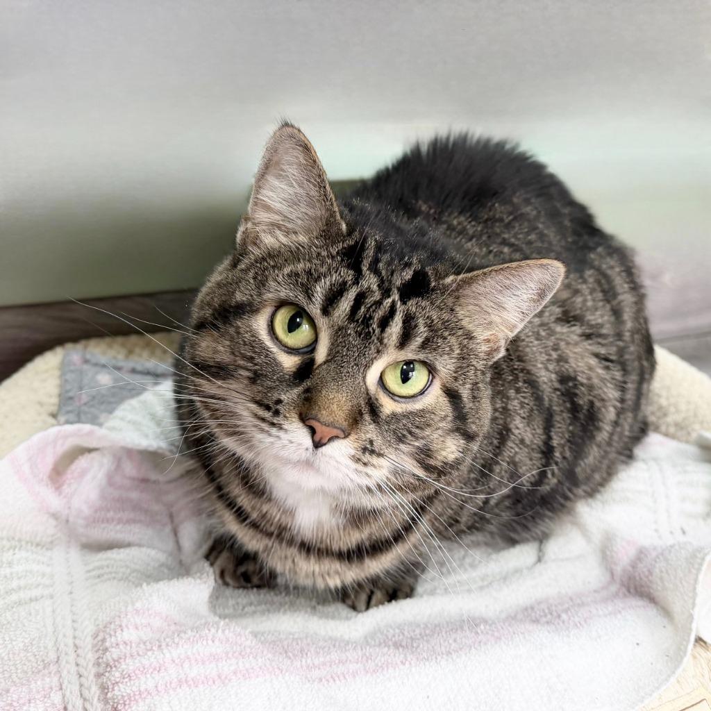 Bobbi, a Adoptable Domestic Short Hair in State College, PA image 4/5